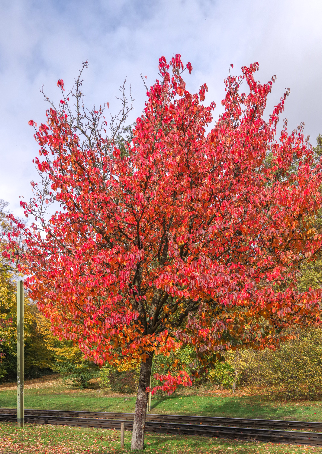 Malus tschonoskii - Potsdam - Okt. 2025