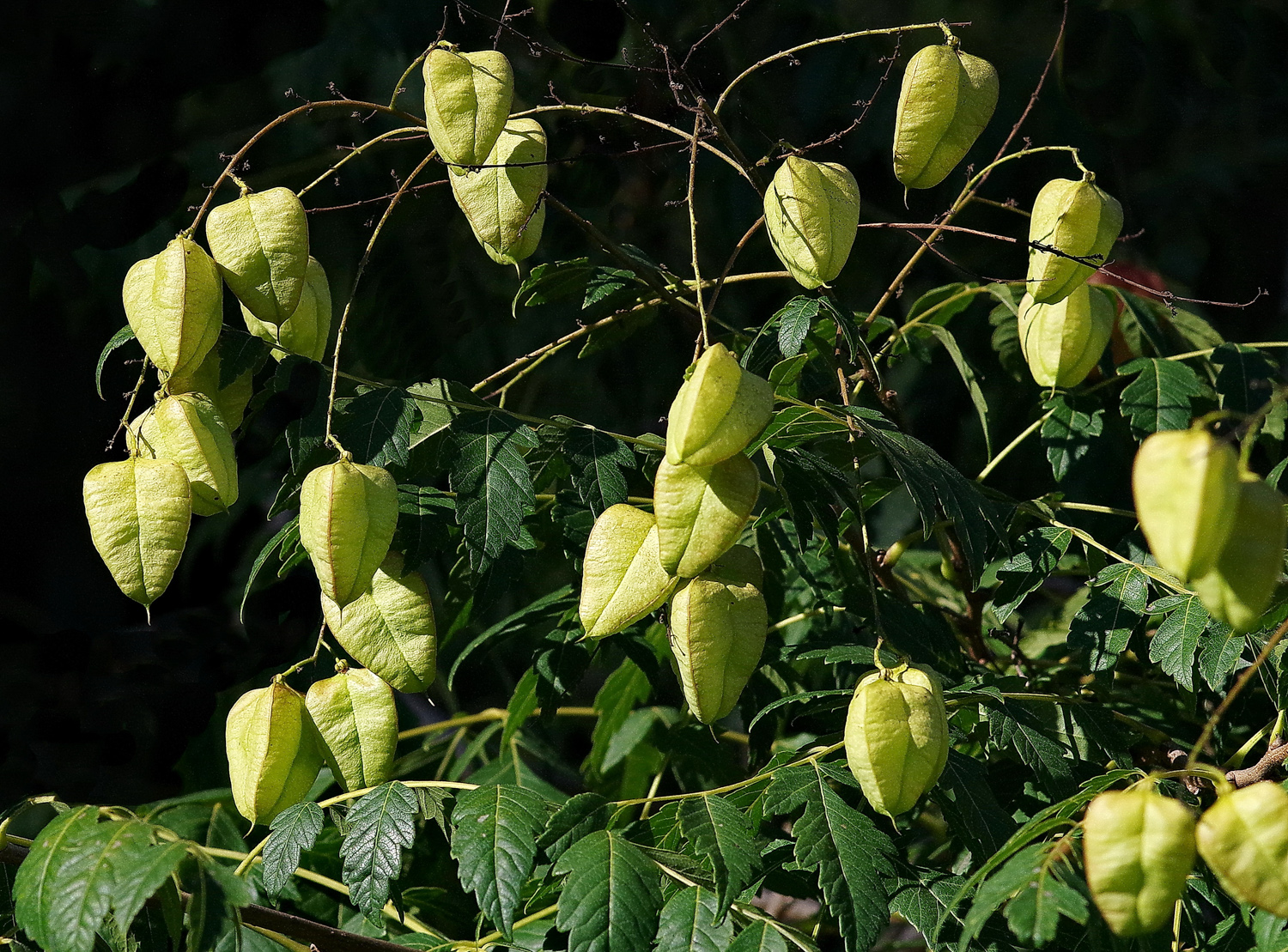 Koelreuteria paniculata - Potsdam - Aug. 2016