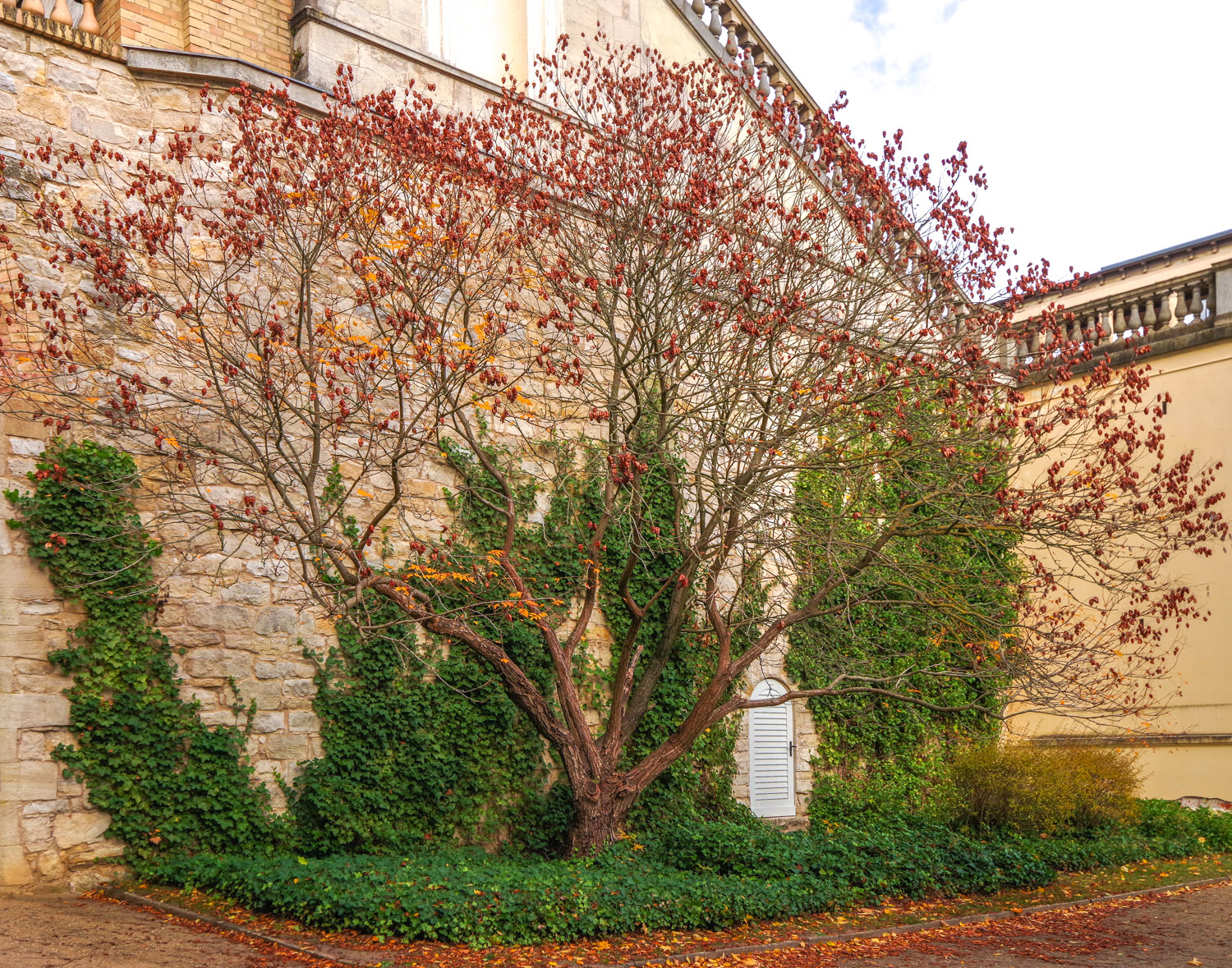 Koelreuteria paniculata - Potsdam - Okt. 2025