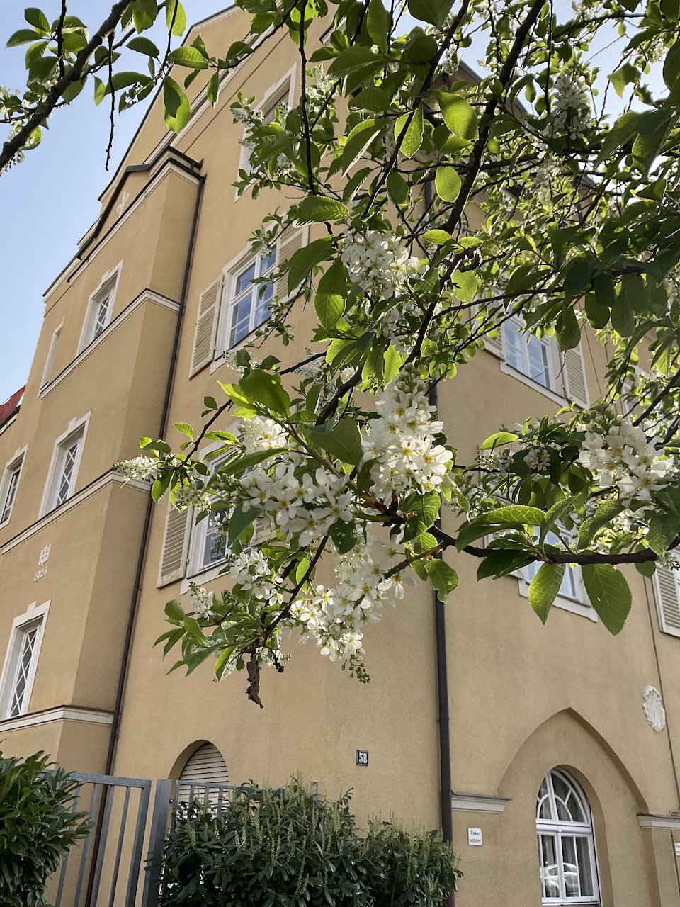 Prunus padus 'Schloß Tiefurt' - Nürnberg-St. Jobst - April 2025