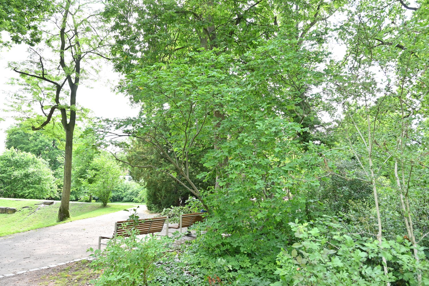 Staphylea pinnata - Nürnberg, Hummelsteiner Park - Juni 2025