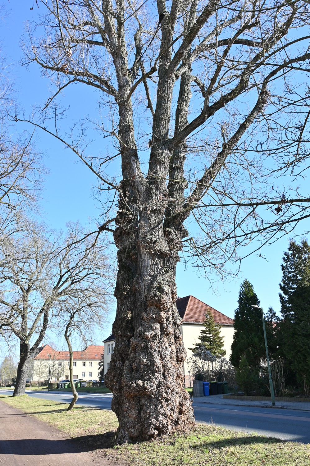 Populus nigra - Dessau - März 2025