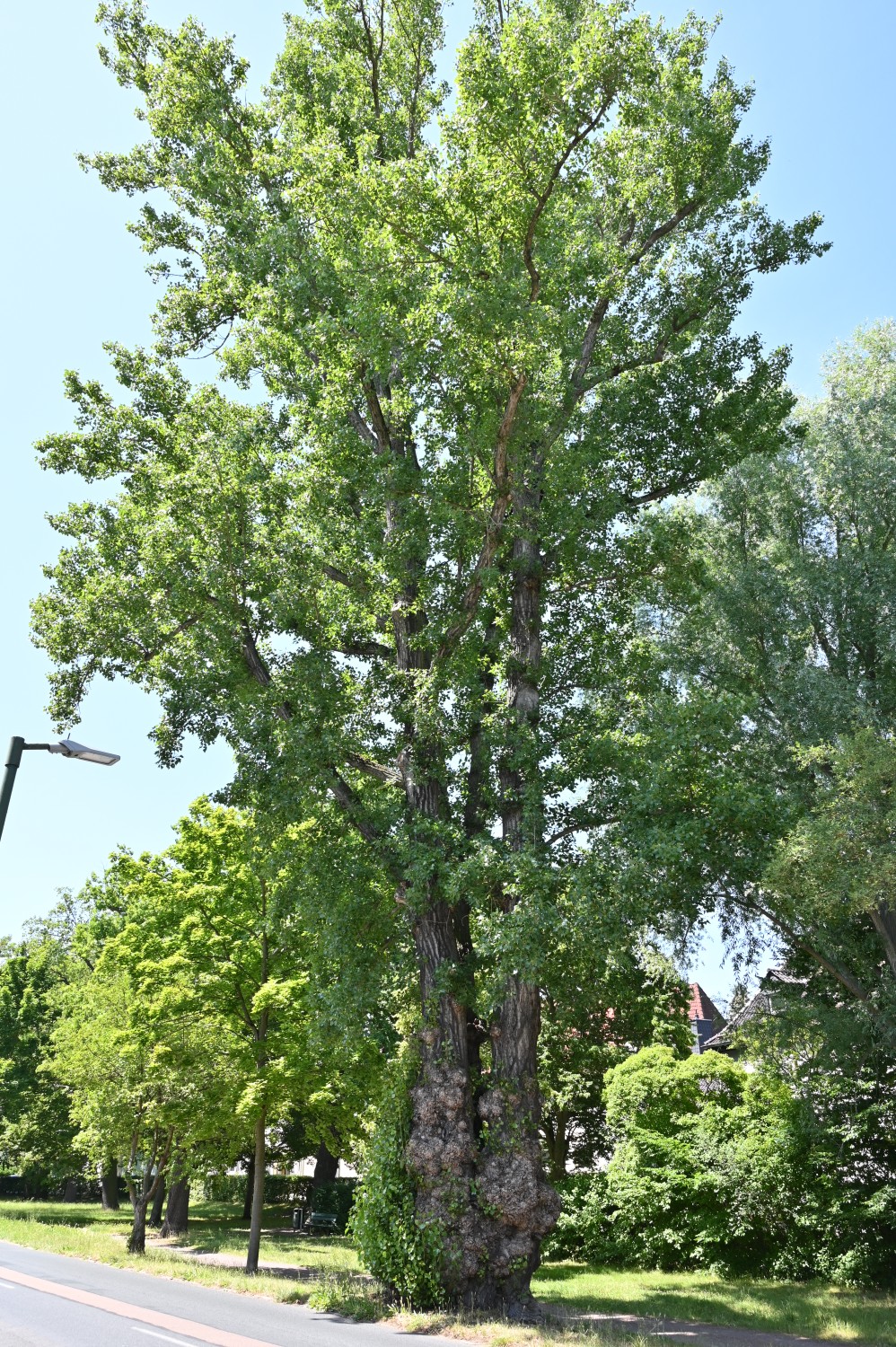 Populus nigra - Dessau - Juni 2025