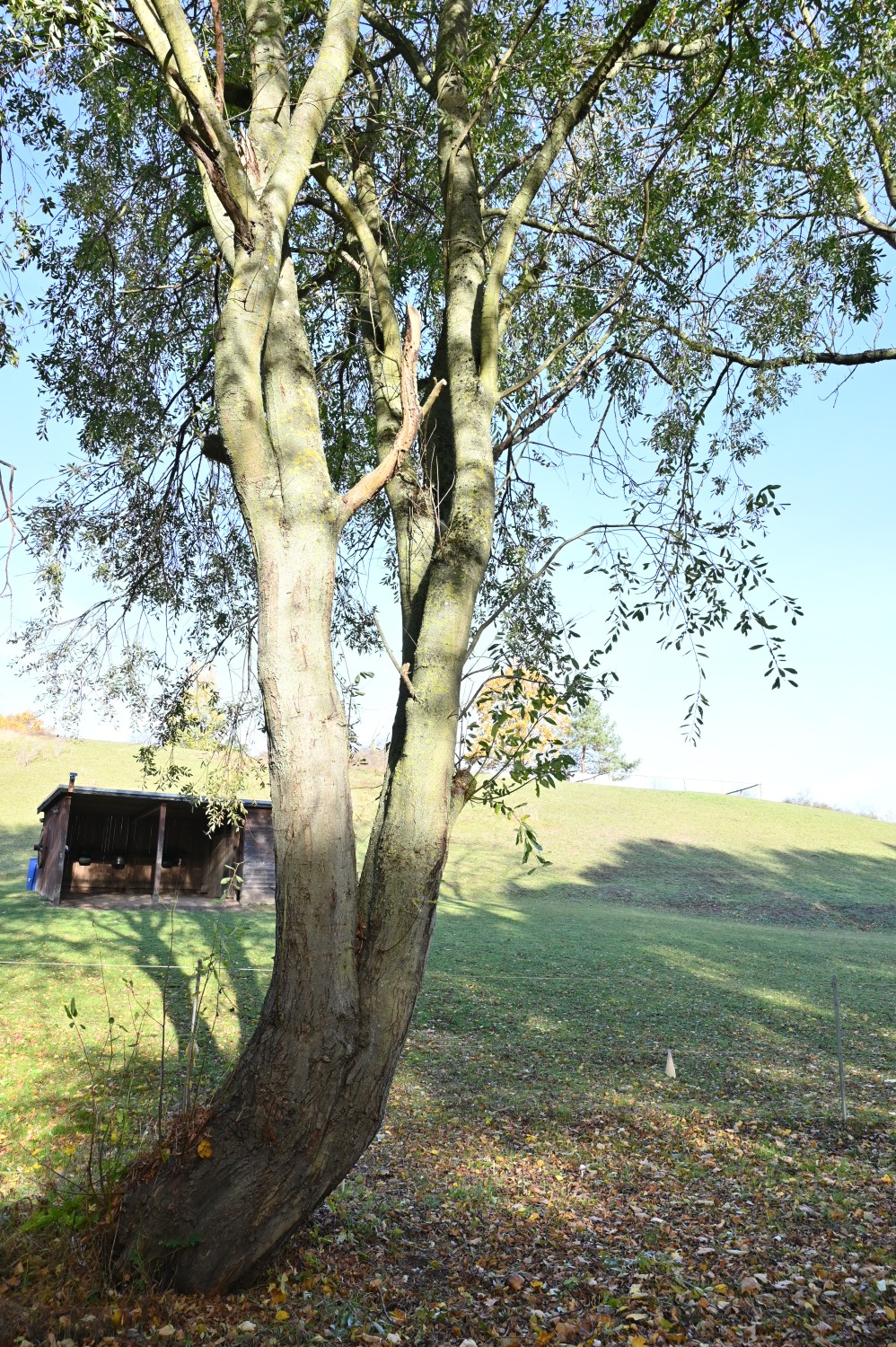 Salix pentandra - Klein Nemerow - November 2025