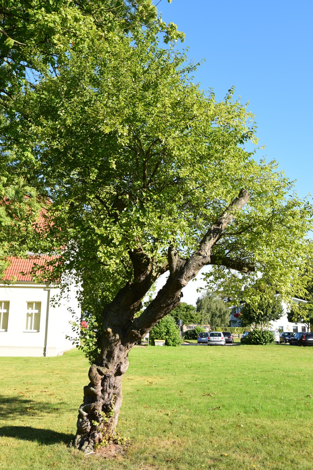 Prunus cerasifera - Züssow, Gutspark - September 2015