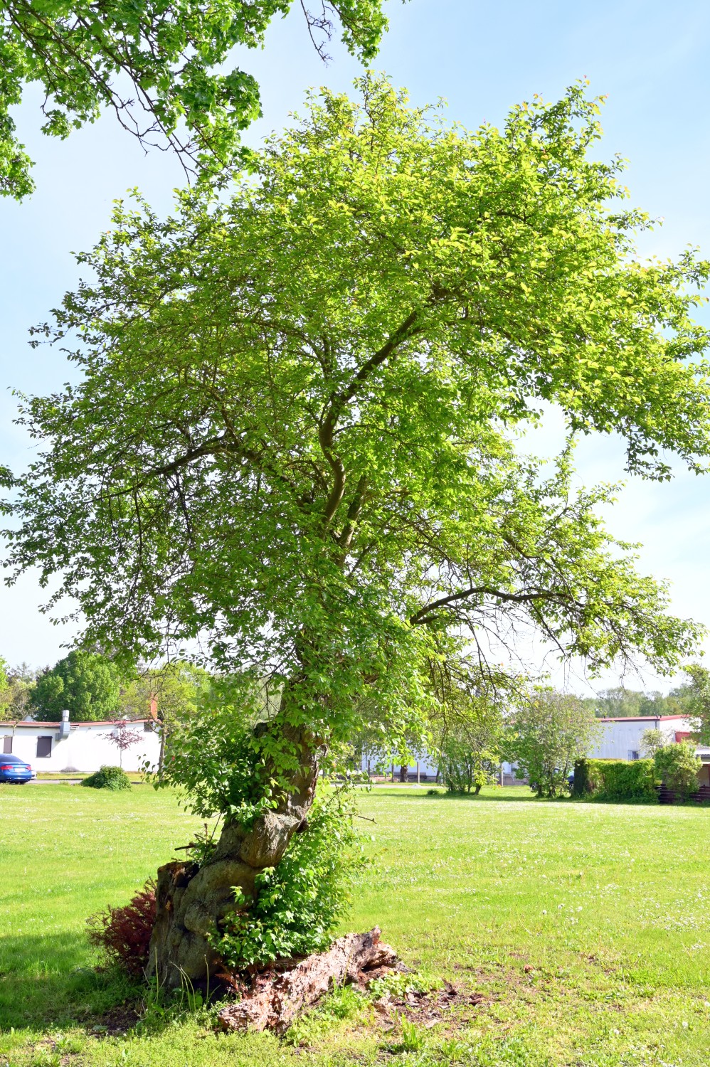 Prunus cerasifera - Züssow, Gutspark - Mai 2024