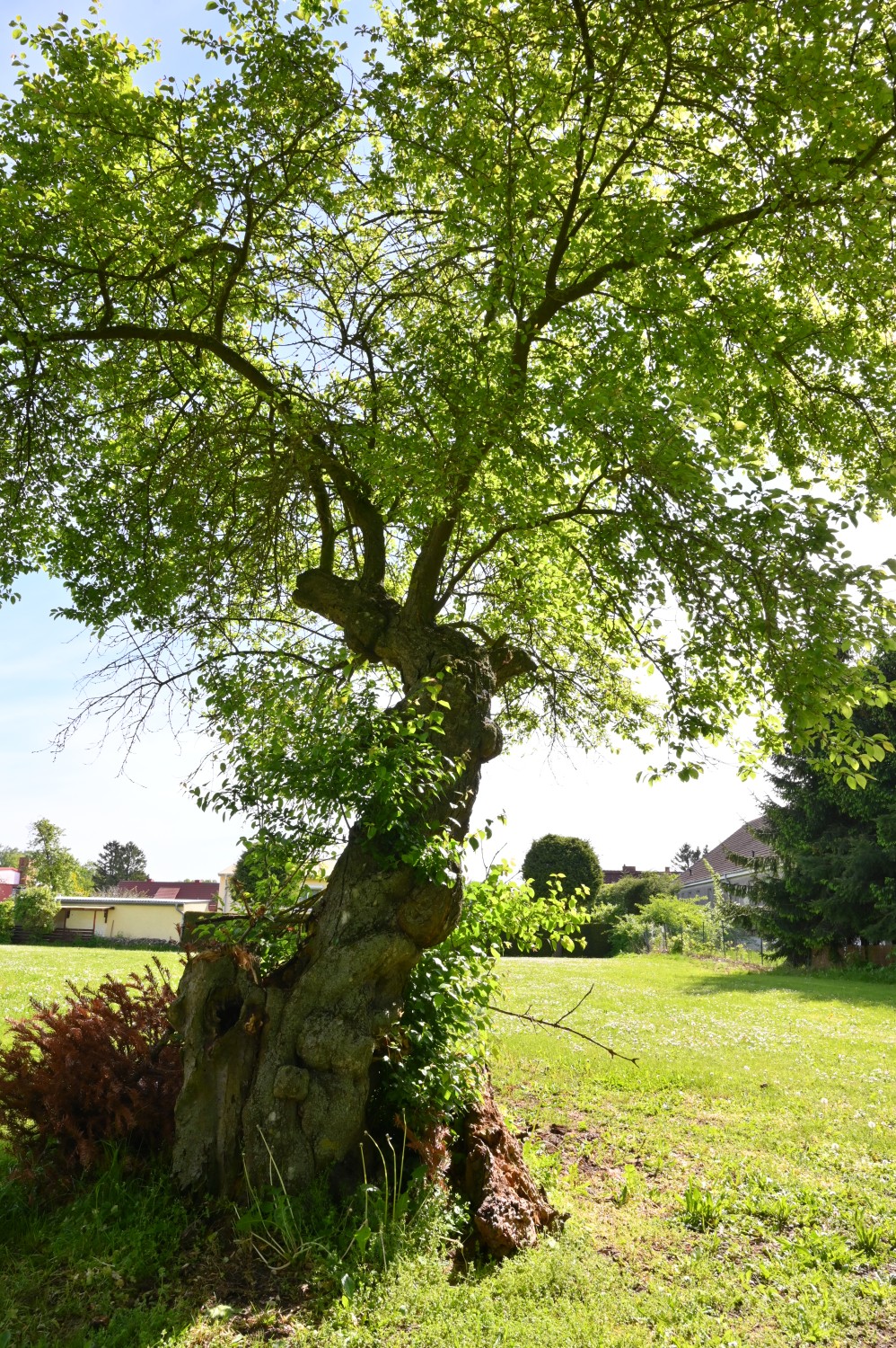 Prunus cerasifera - Züssow, Gutspark - Mai 2024