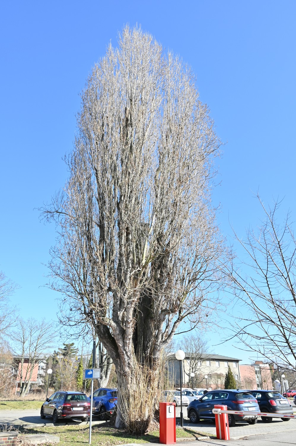 Populus nigra 'Italica' - Dessau - März 2025