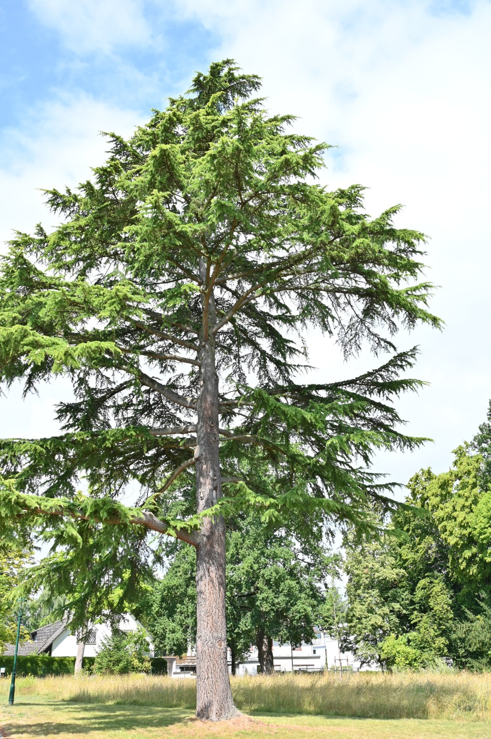 Cedrus deodara - Bad Homburg, Gustavsgarten - Juli 2025