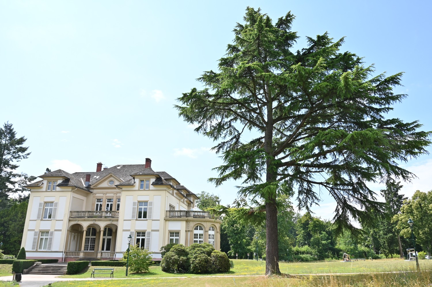 Cedrus deodara - Bad Homburg, Gustavsgarten - Juli 2025