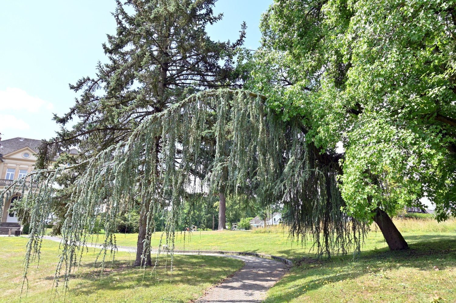 Cedrus atlantica 'Glauca Pendula' - Bad Homburg, Gustavsgarten - Juli 2025