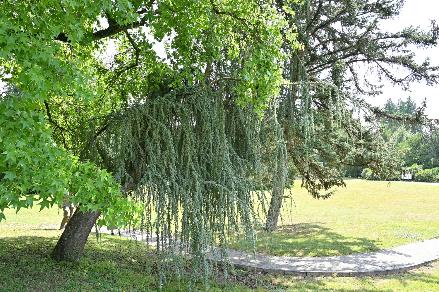 Cedrus atlantica 'Glauca Pendula' - Bad Homburg, Gustavsgarten - Juli 2025