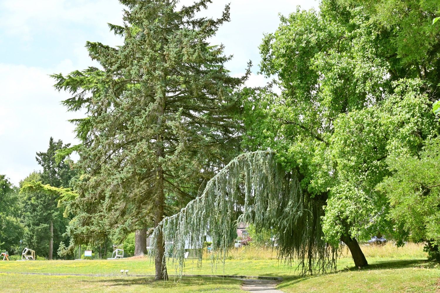 Cedrus atlantica 'Glauca Pendula' - Bad Homburg, Gustavsgarten - Juli 2025