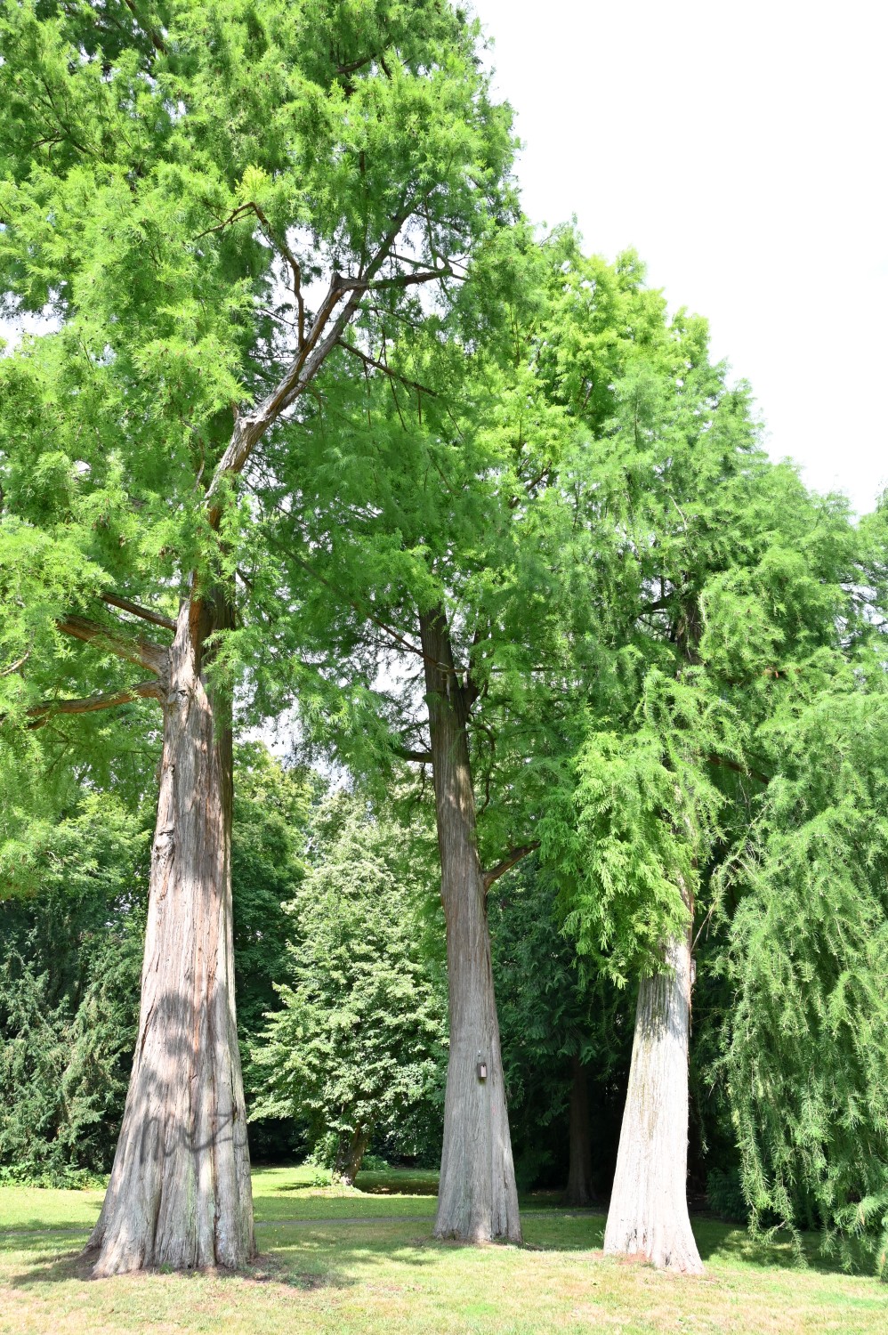 Taxodium distichum - Bad Homburg, Gustavsgarten - Juli 2025
