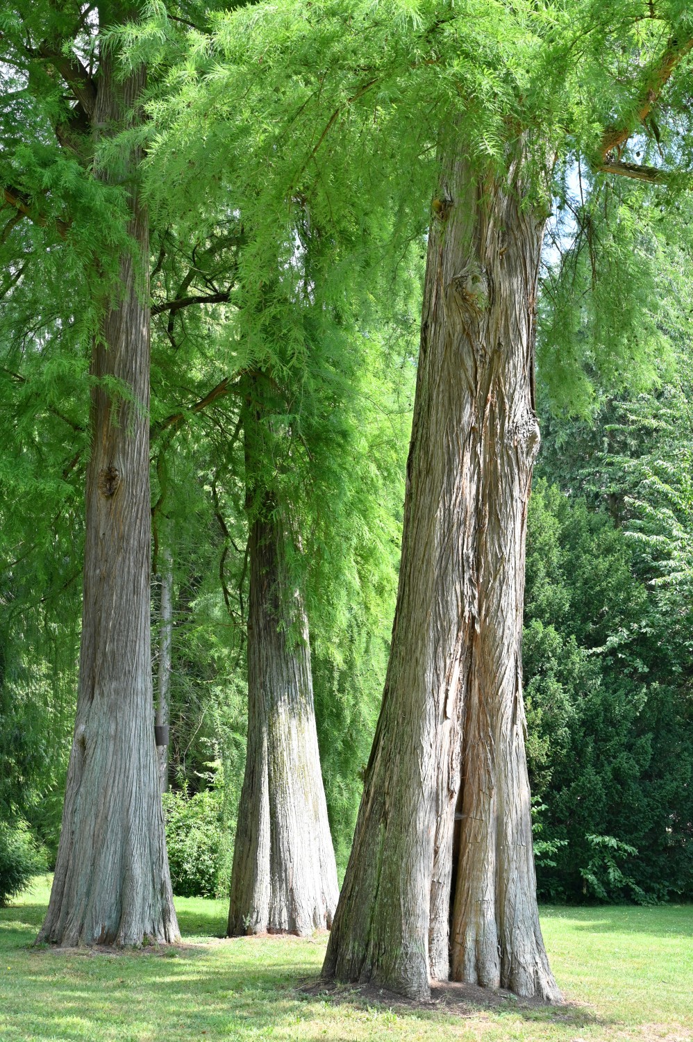 Taxodium distichum - Bad Homburg, Gustavsgarten - Juli 2025
