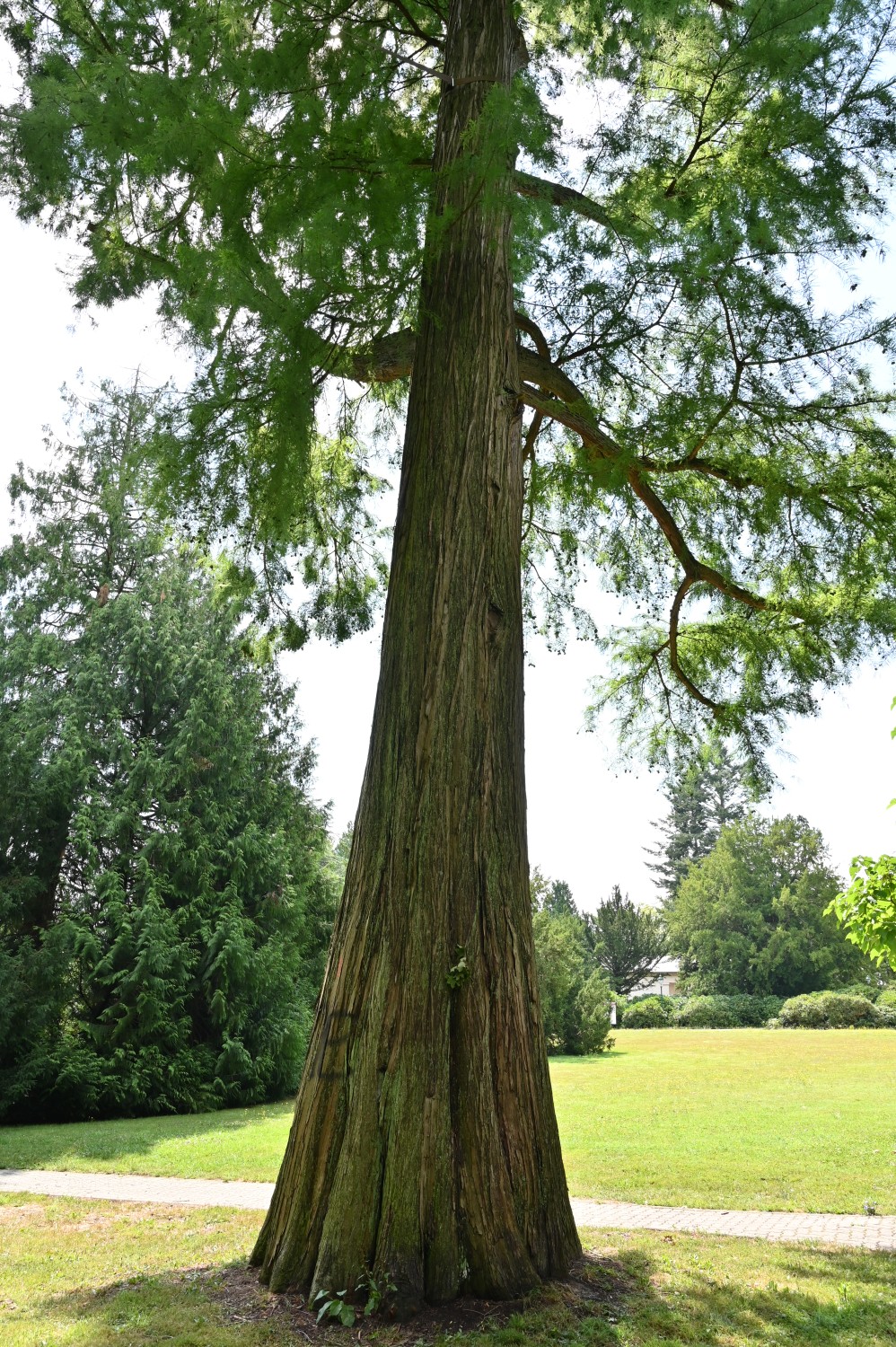 Taxodium distichum - Bad Homburg, Gustavsgarten - Juli 2025