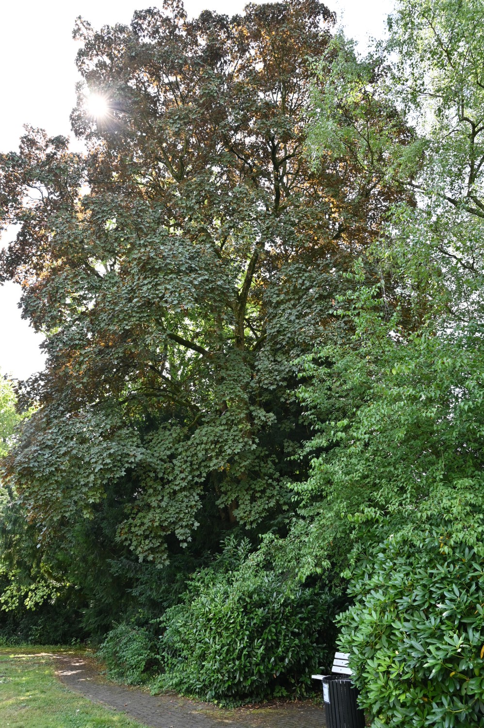 Acer platanoides 'Schwedleri' - Bad Homburg, Gustavsgarten - Juli 2025
