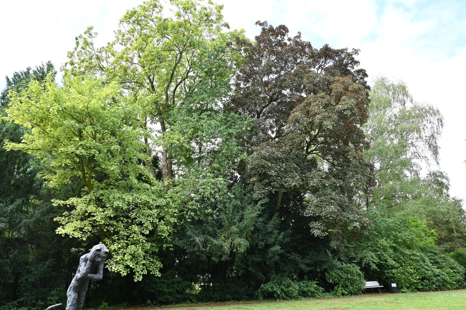 Acer platanoides 'Schwedleri' - Bad Homburg, Gustavsgarten - Juli 2025
