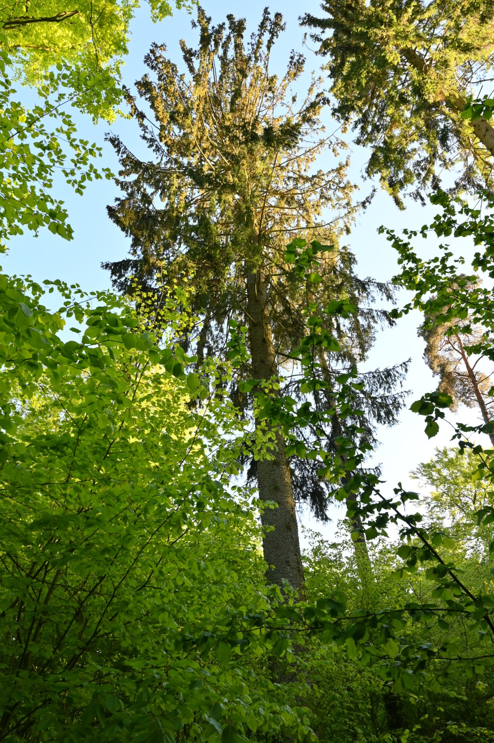 Picea abies - Revierförsterei Diedrichshagen - Mai 2024