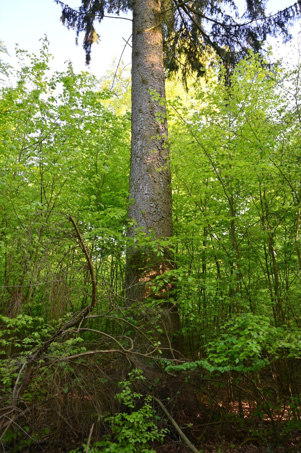 Picea abies - Revierförsterei Diedrichshagen - Mai 2024