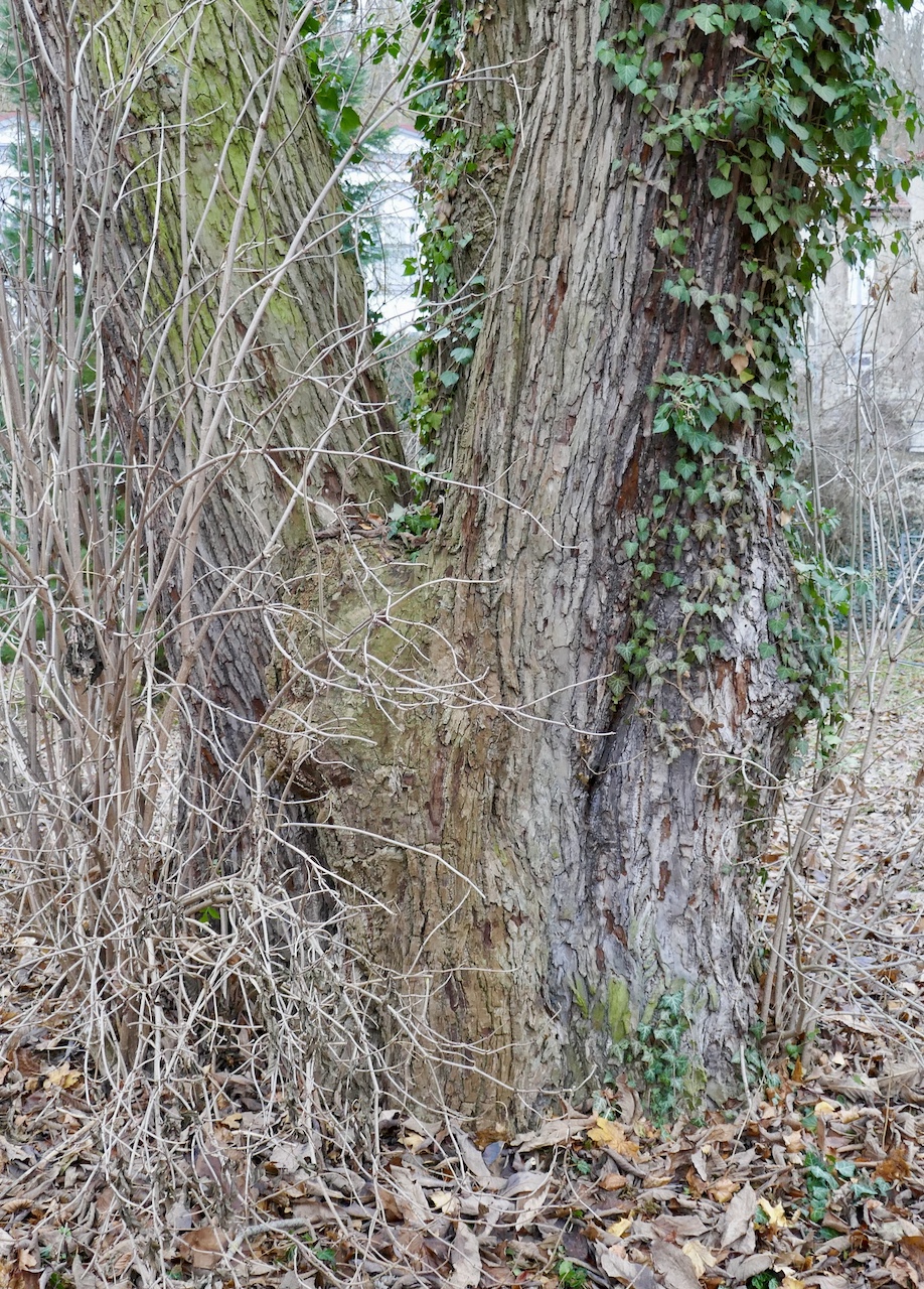Magnolia acuminata - Arnstadt - Dezember 2025