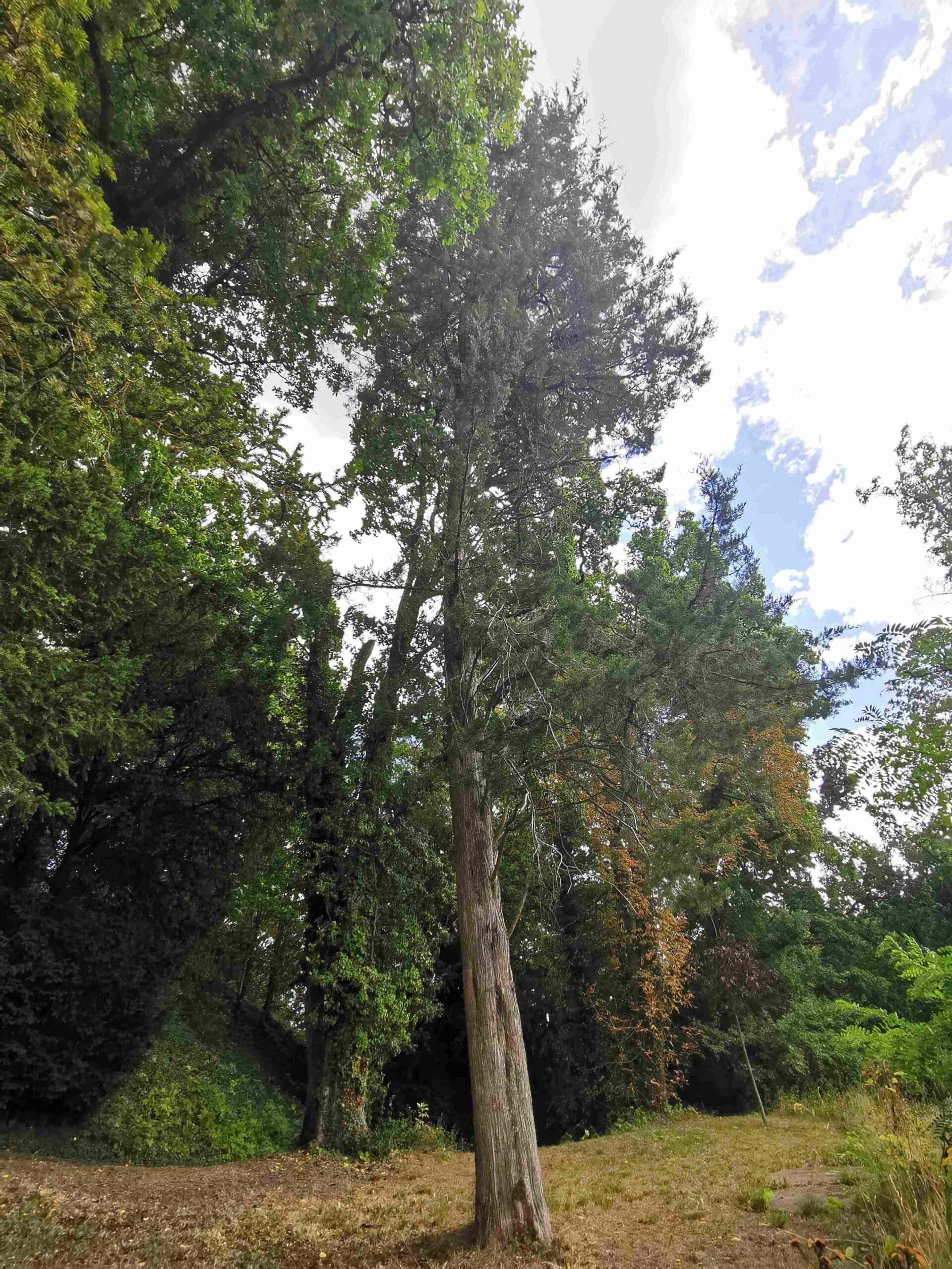 Juniperus virginiana - Coburg, Schloss Callenberg - August 2025