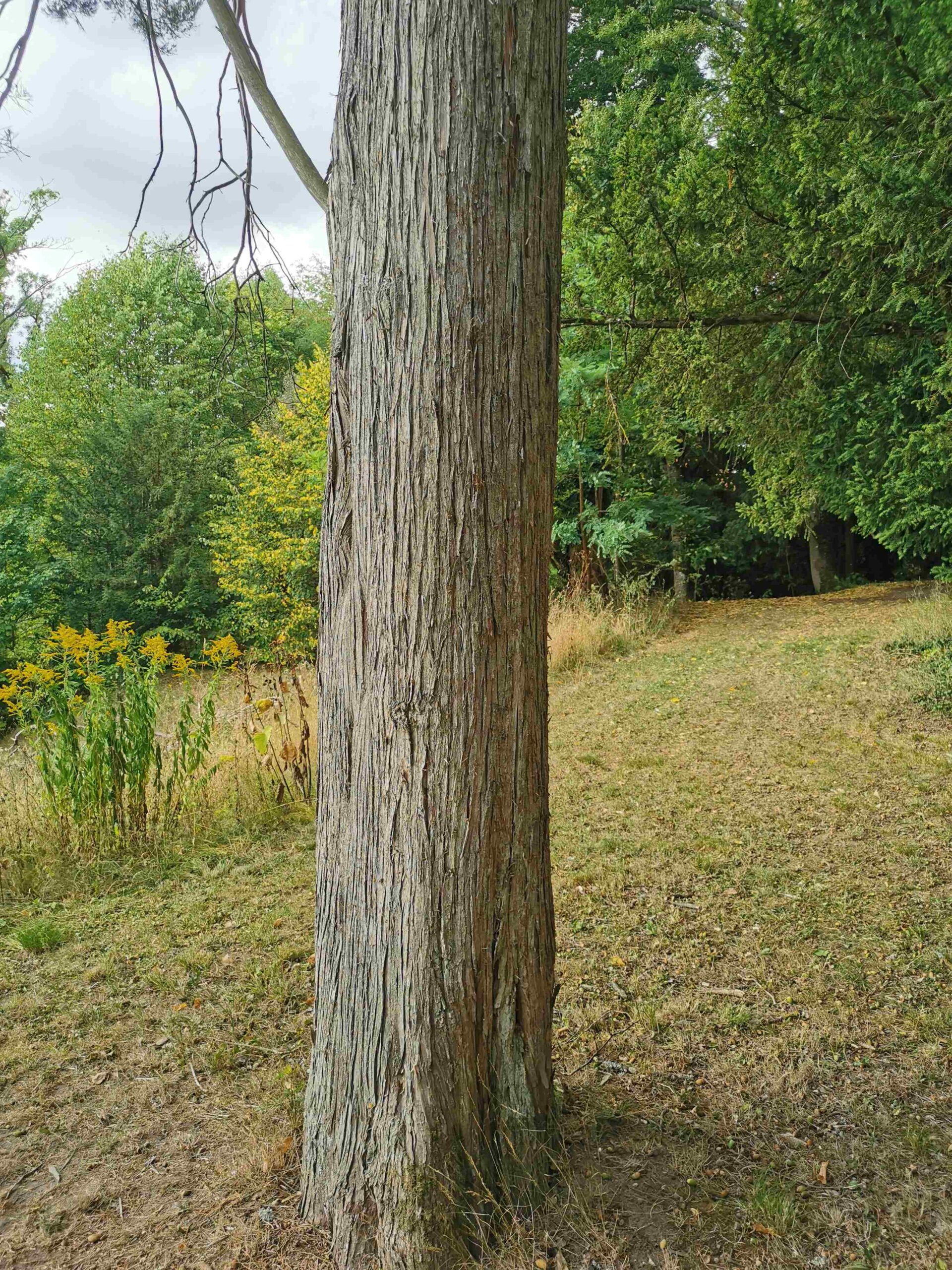 Juniperus virginiana - Coburg, Schloss Callenberg - August 2025