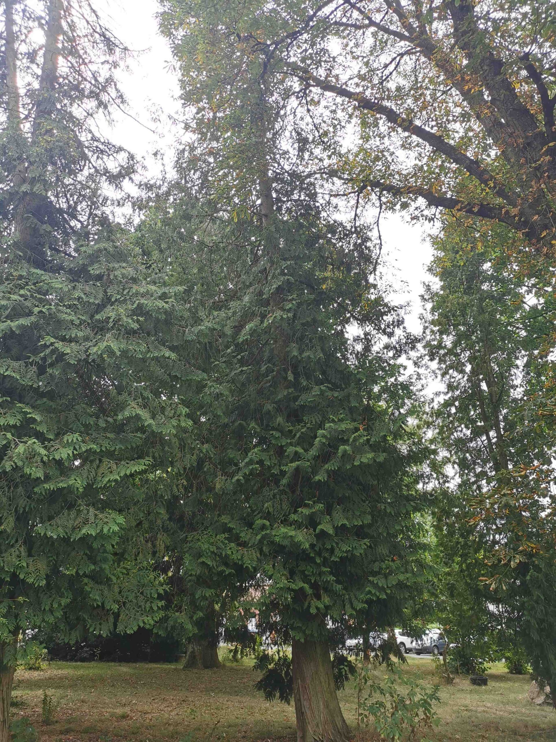 Thuja occidentalis - Föritztal - August 2025