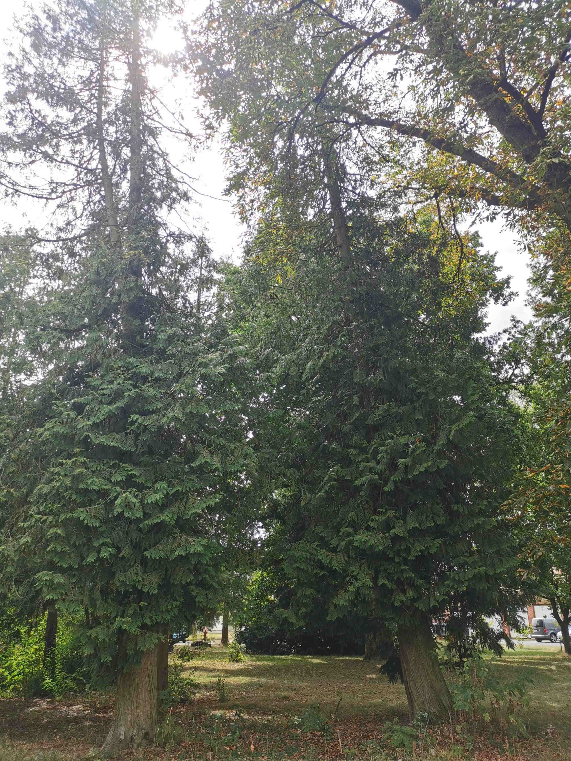 Thuja occidentalis - Föritztal - August 2025