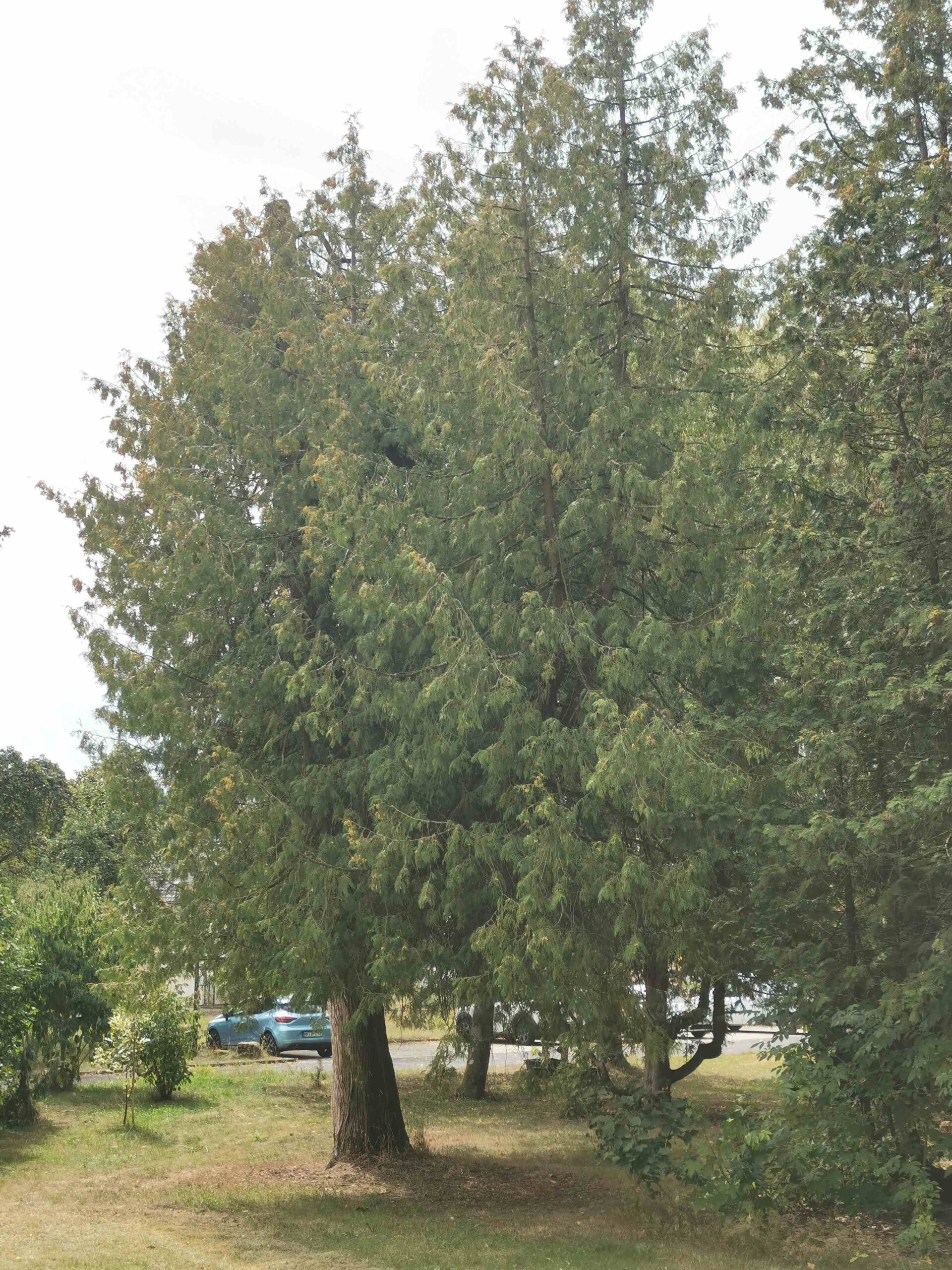 Thuja occidentalis - Föritztal - August 2025