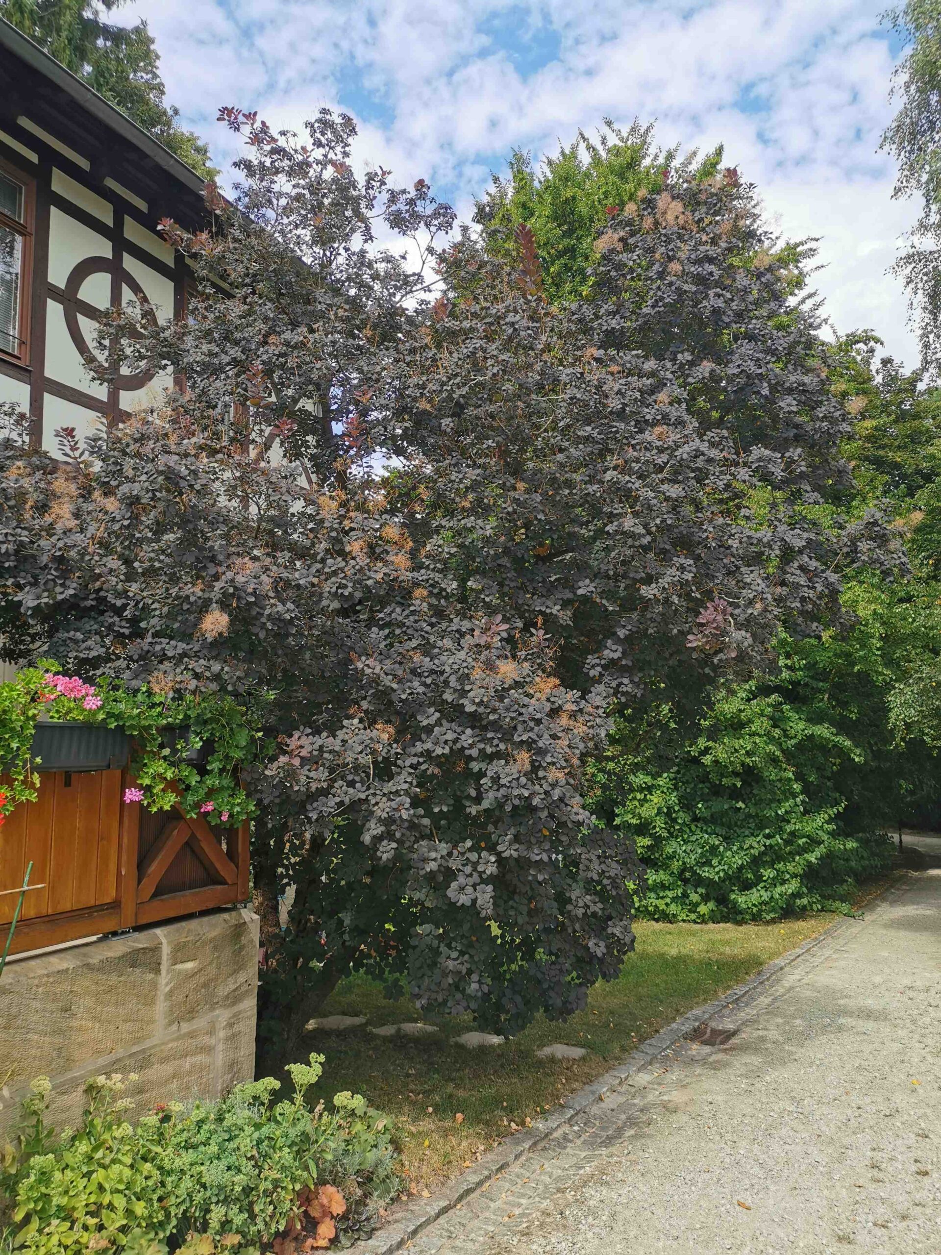 Cotinus coggygria 'Royal Purple' - Rödental - August 2025