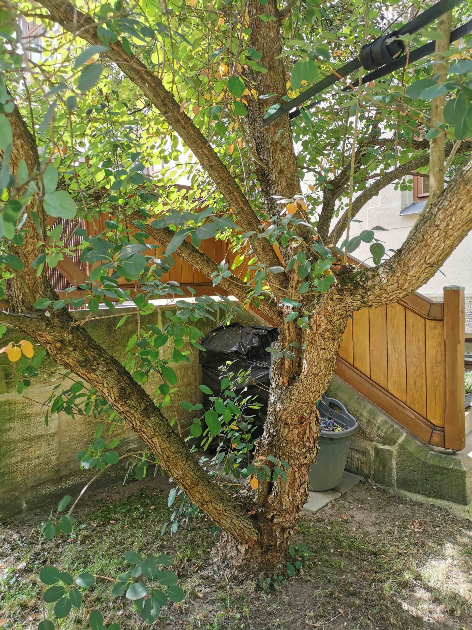 Cotinus coggygria 'Royal Purple' - Rödental - August 2025