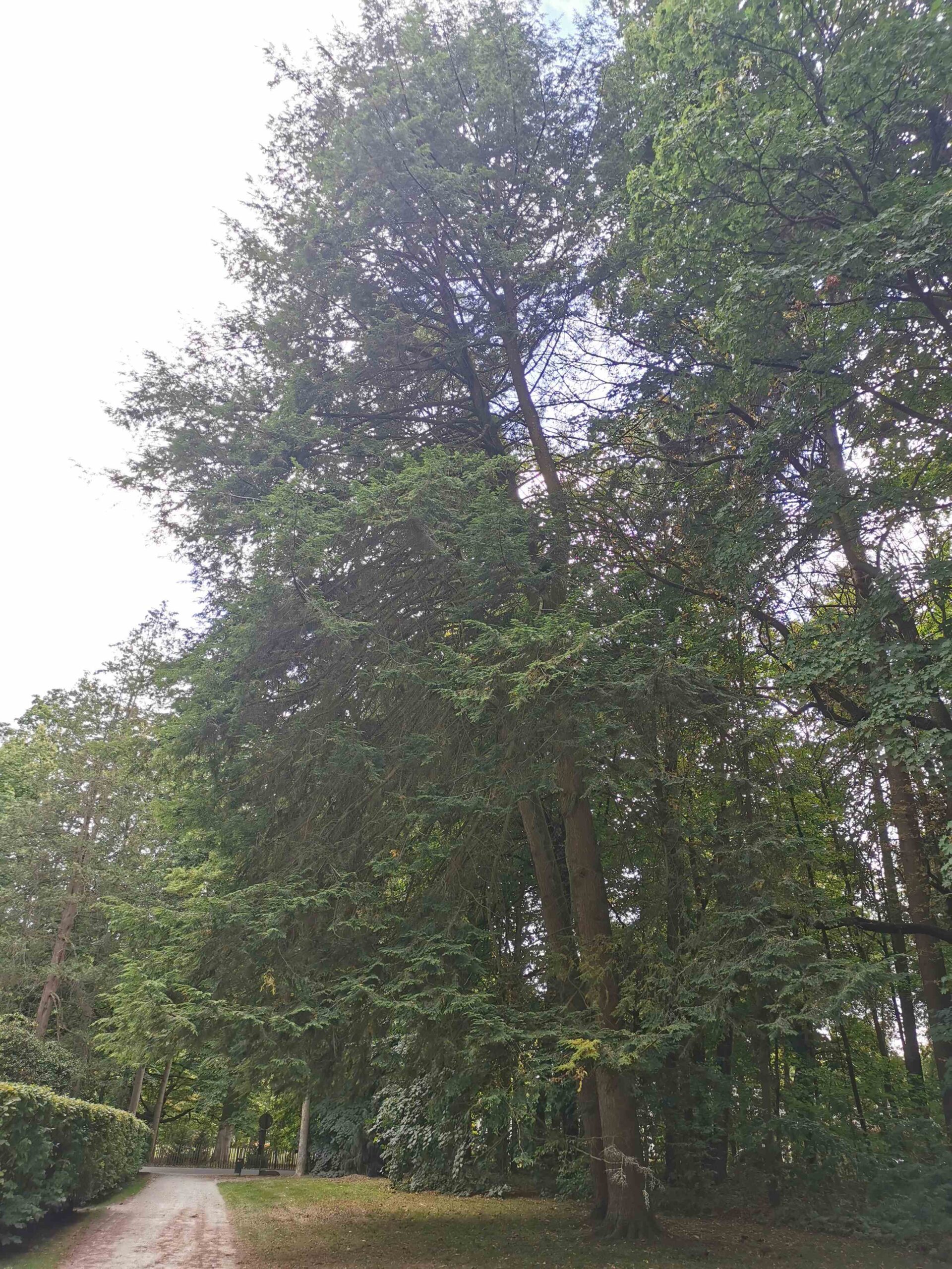 Tsuga canadensis - Rödental - August 2025