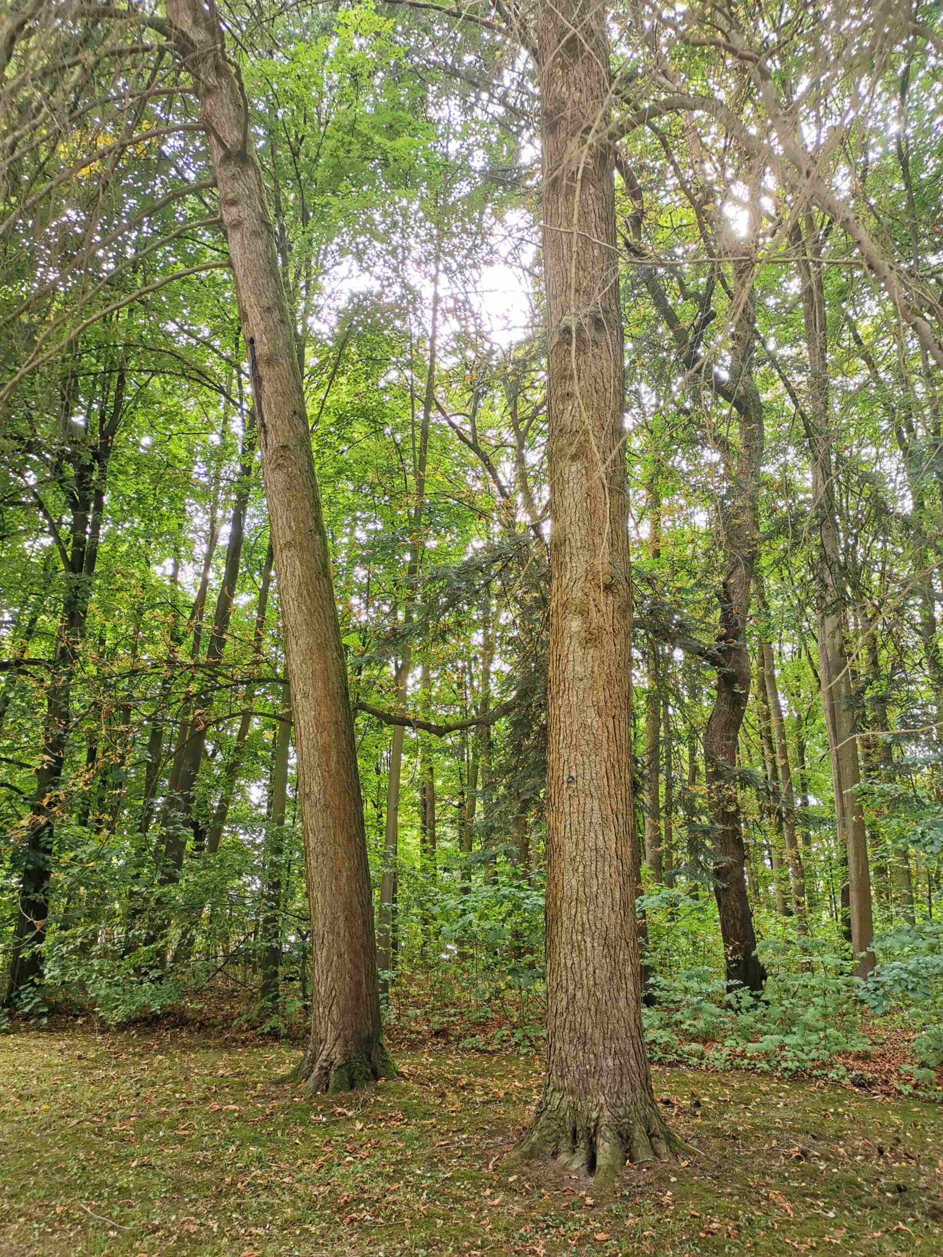 Tsuga canadensis - Rödental - August 2025