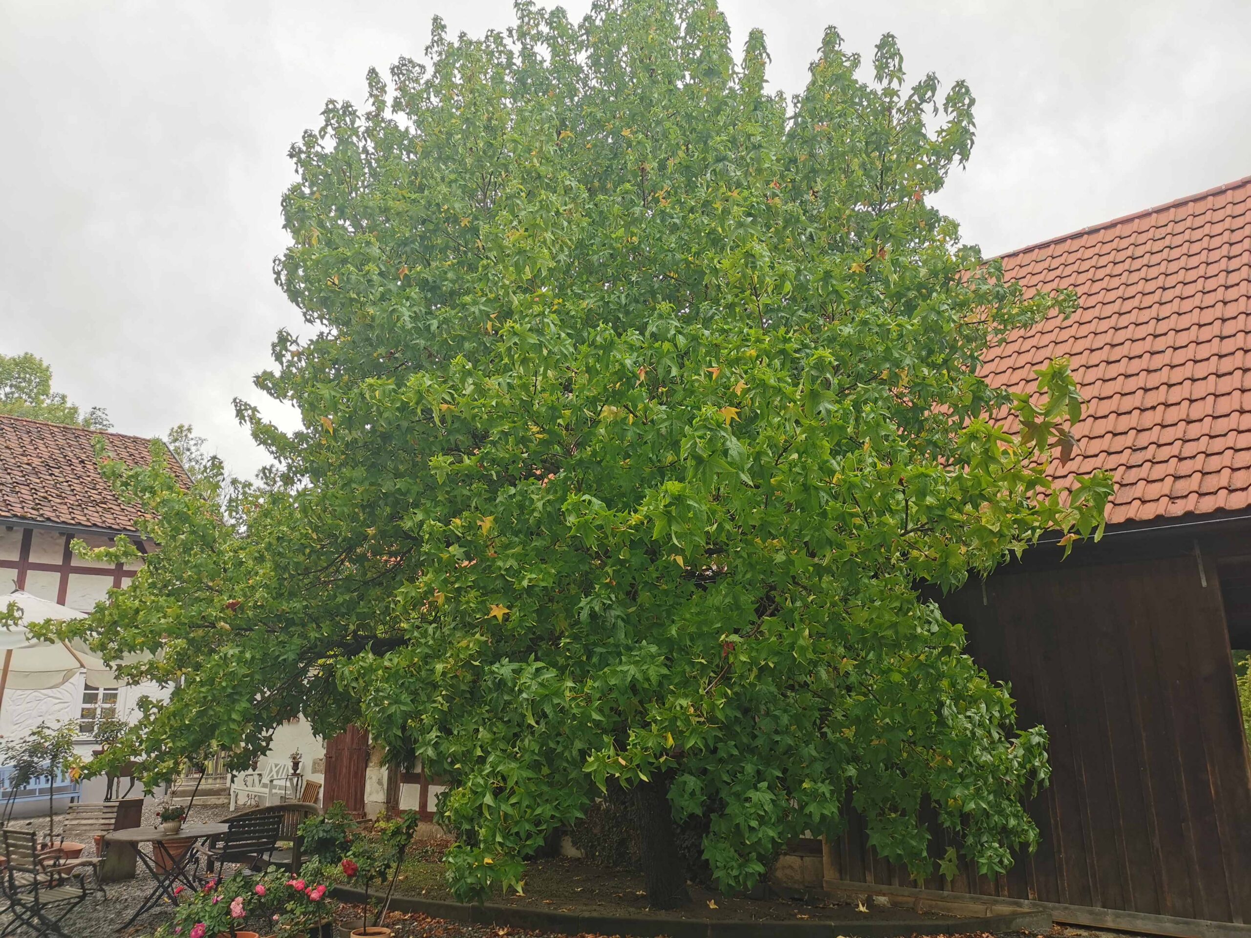 Liquidambar orientalis - Bad Rodach - August 2025