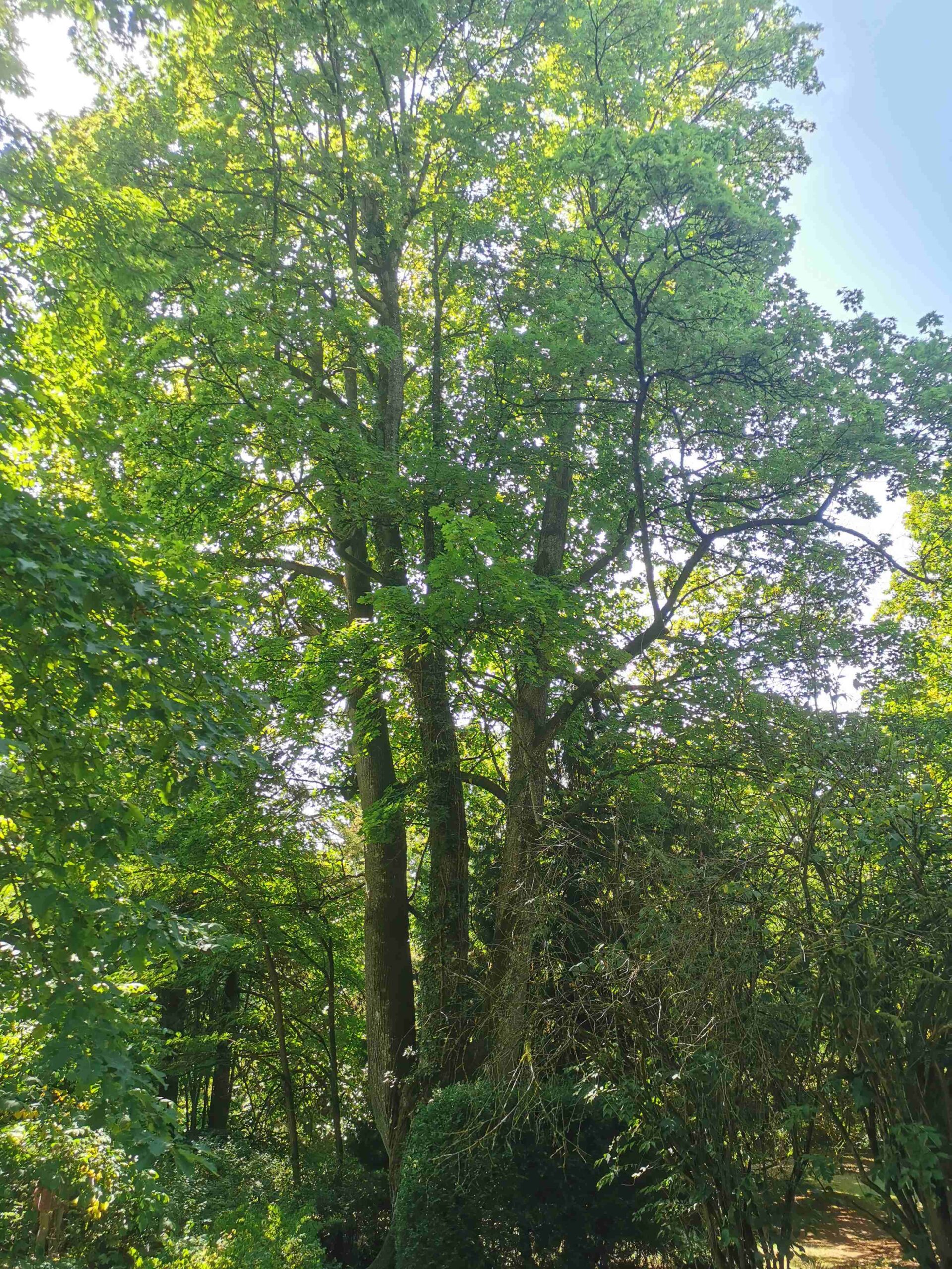 Acer platanoides - Schloss Hohenstein - August 2025