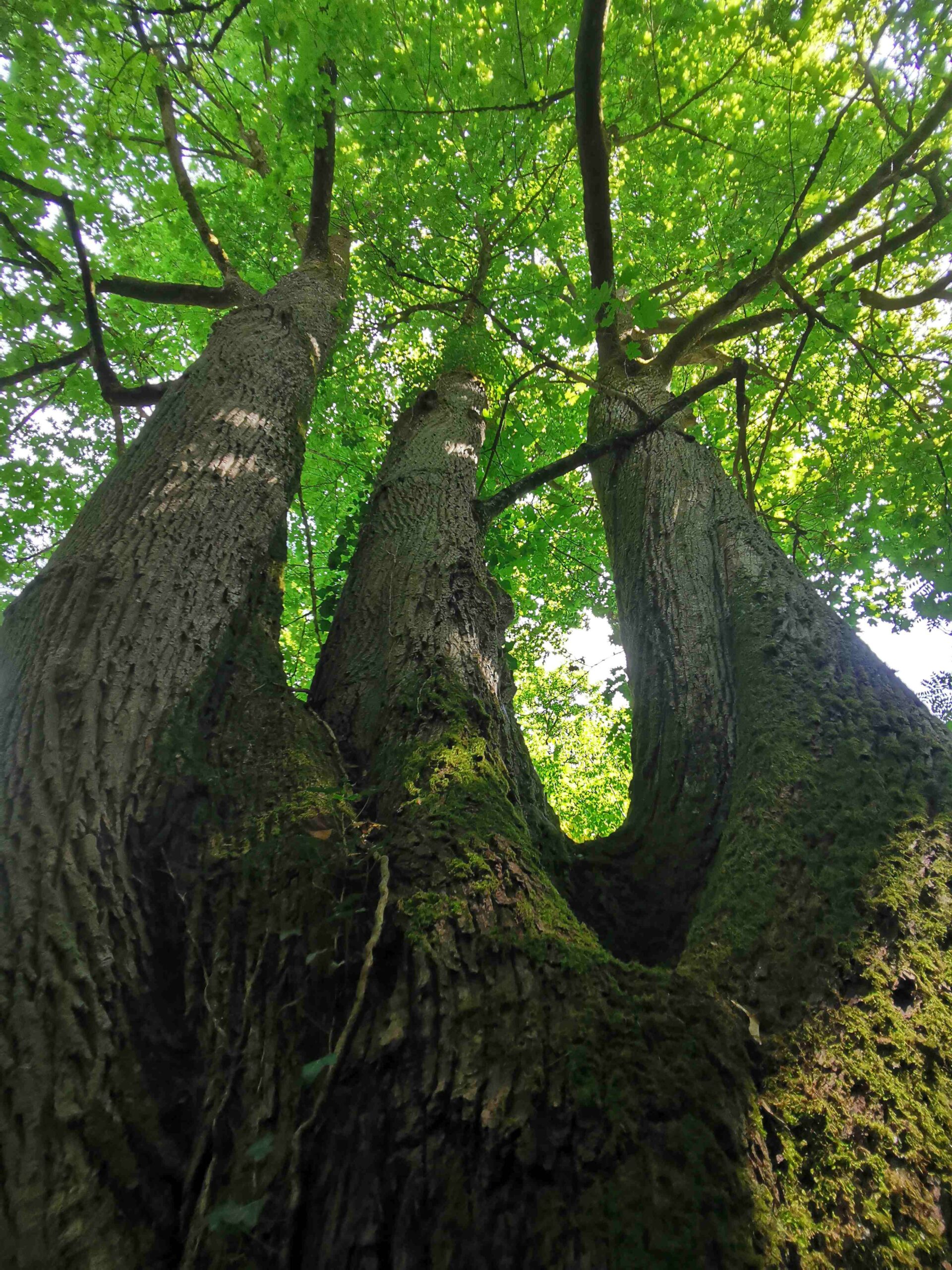Acer platanoides - Ahorn, Schloss Hohenstein - August 2025