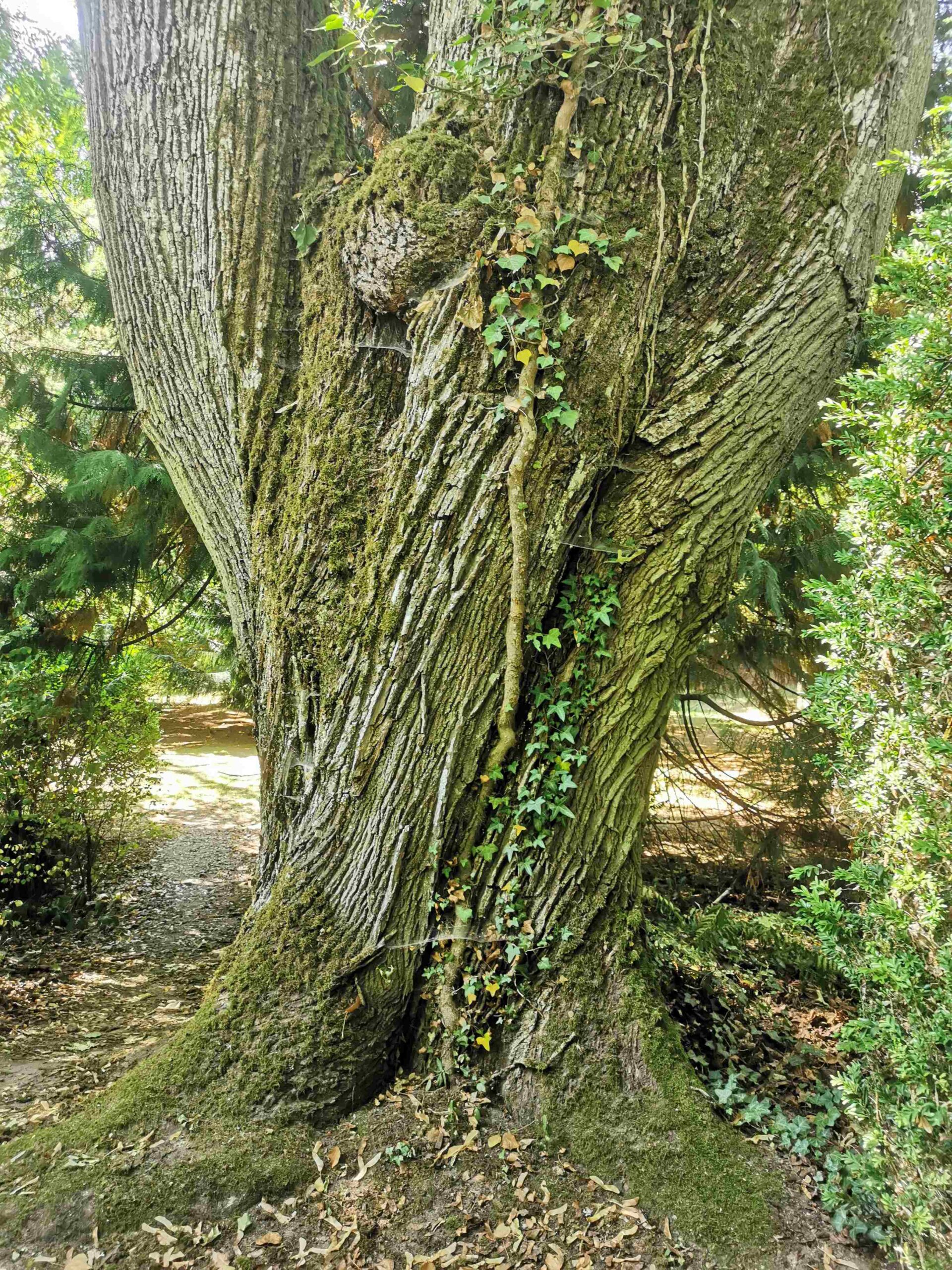Acer platanoides - Ahorn, Schloss Hohenstein - August 2025