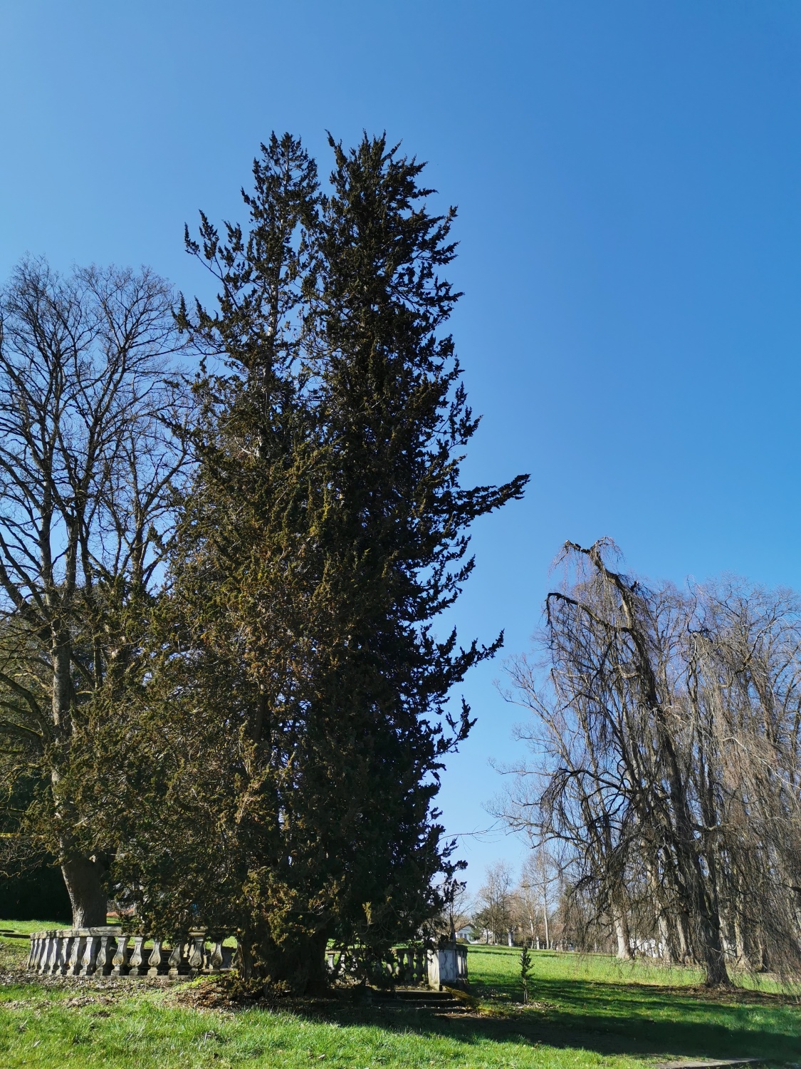 Chamaecyparis thyoides 'Andelyensis'- Dießen - März 2024