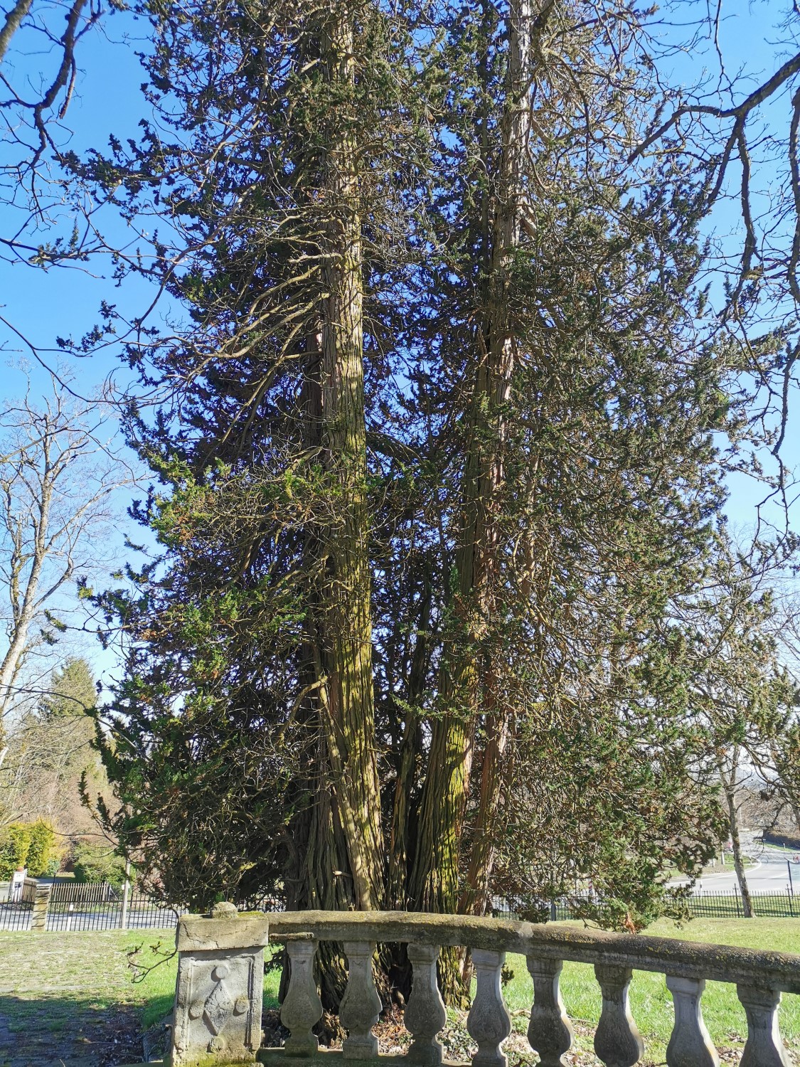 Chamaecyparis thyoides 'Andelyensis' - Dießen - März 2024