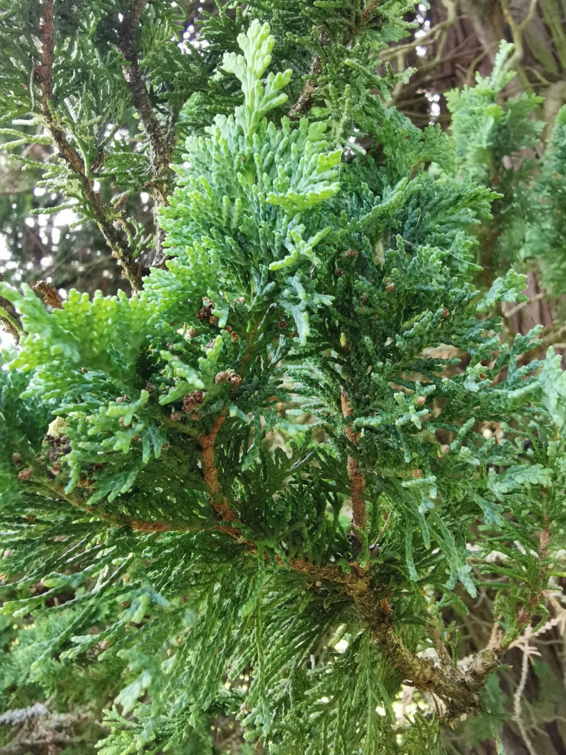 Chamaecyparis thyoides 'Andelyensis'- Dießen - März 2024