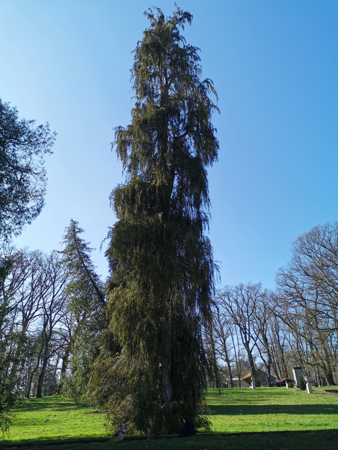 Chamaecyparis lawsoniana 'Intertexta' - Dießen - März 2024