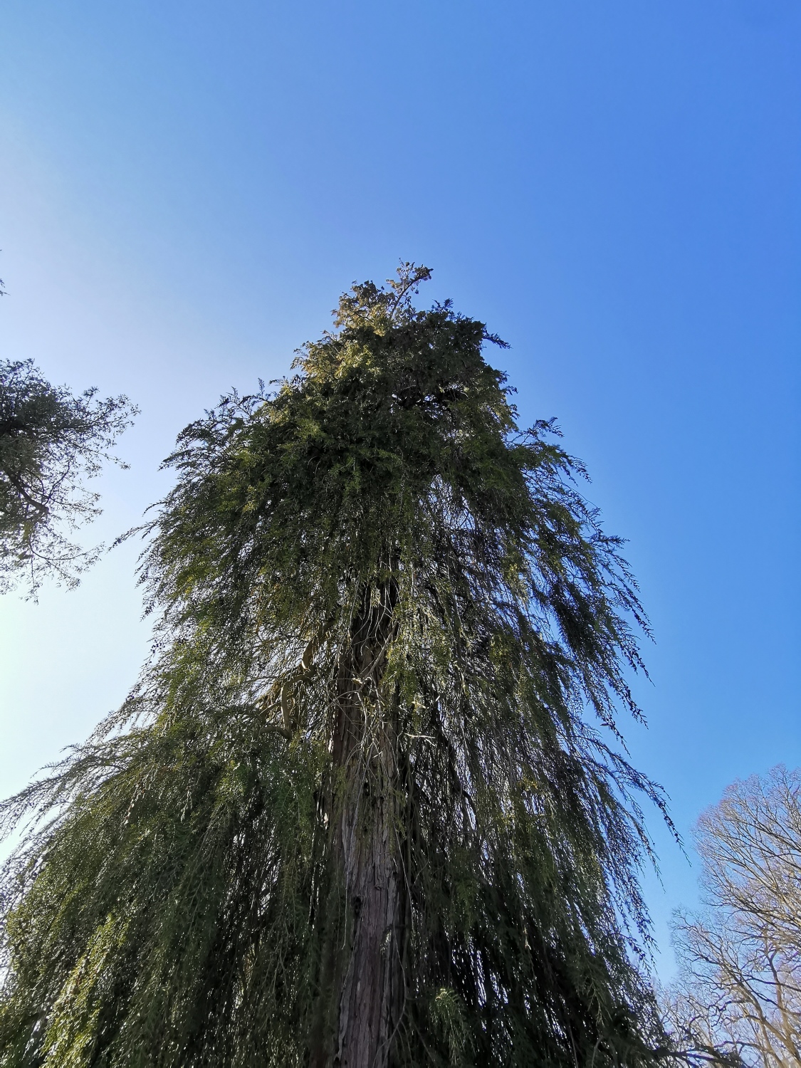 Chamaecyparis lawsoniana 'Intertexta' - Dießen - März 2024