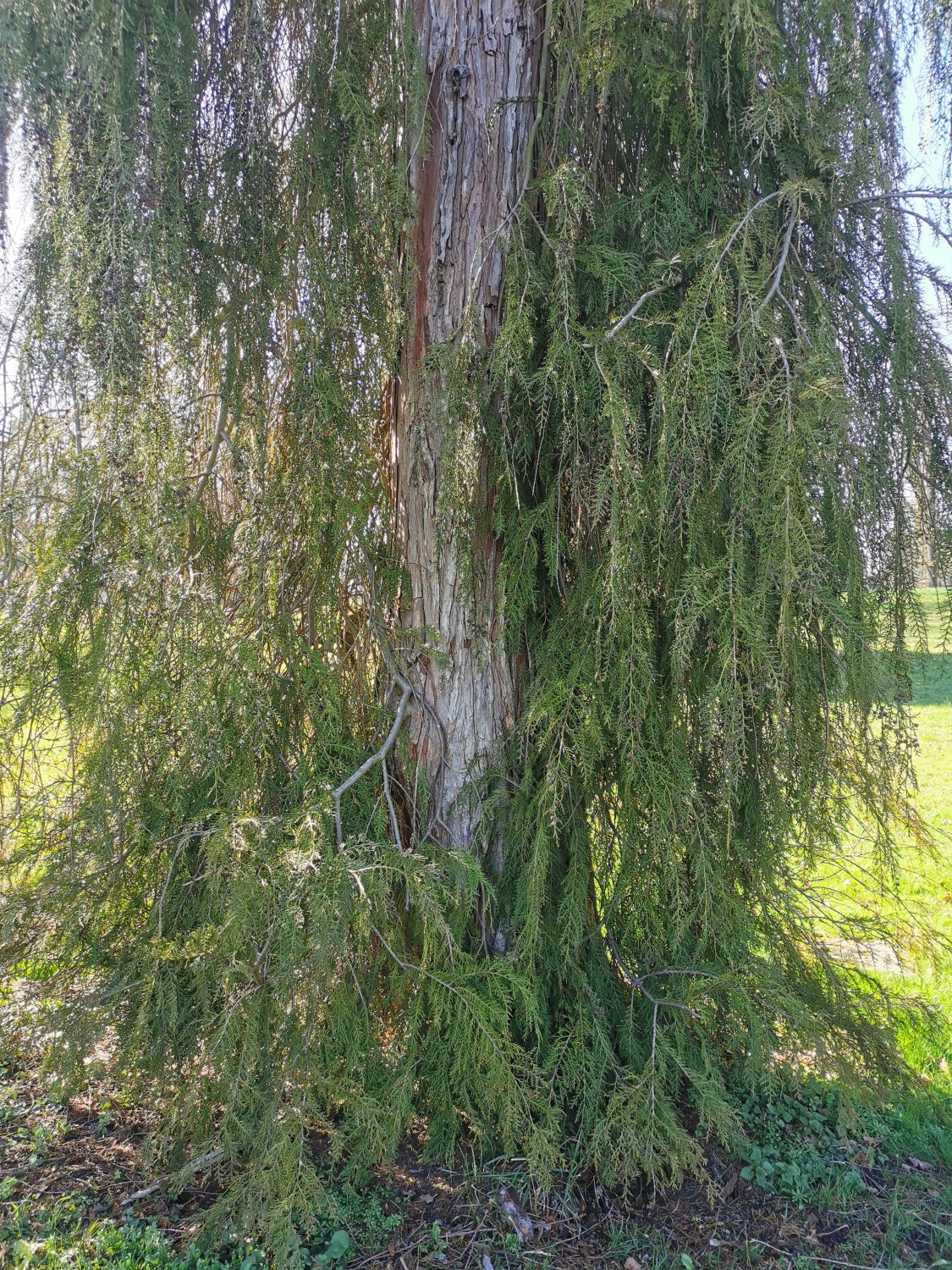 Chamaecyparis lawsoniana 'Intertexta' - Dießen - März 2024
