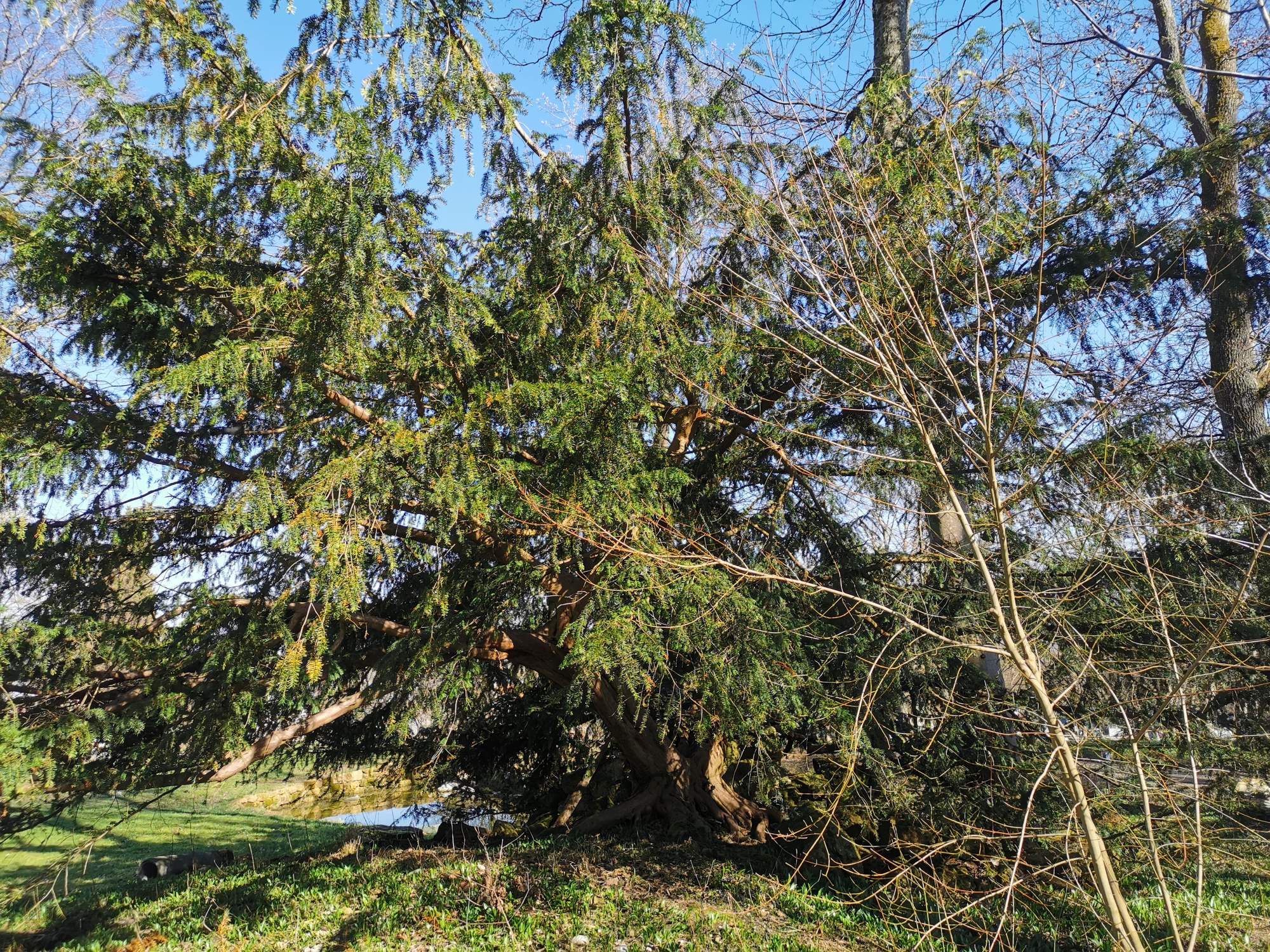 Taxus baccata 'Dovastoniana' - Dießen - März 2024