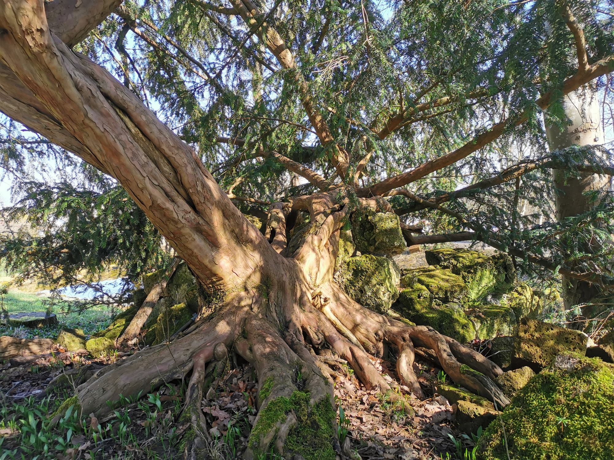 Taxus baccata 'Dovastoniana' - Dießen - März 2024