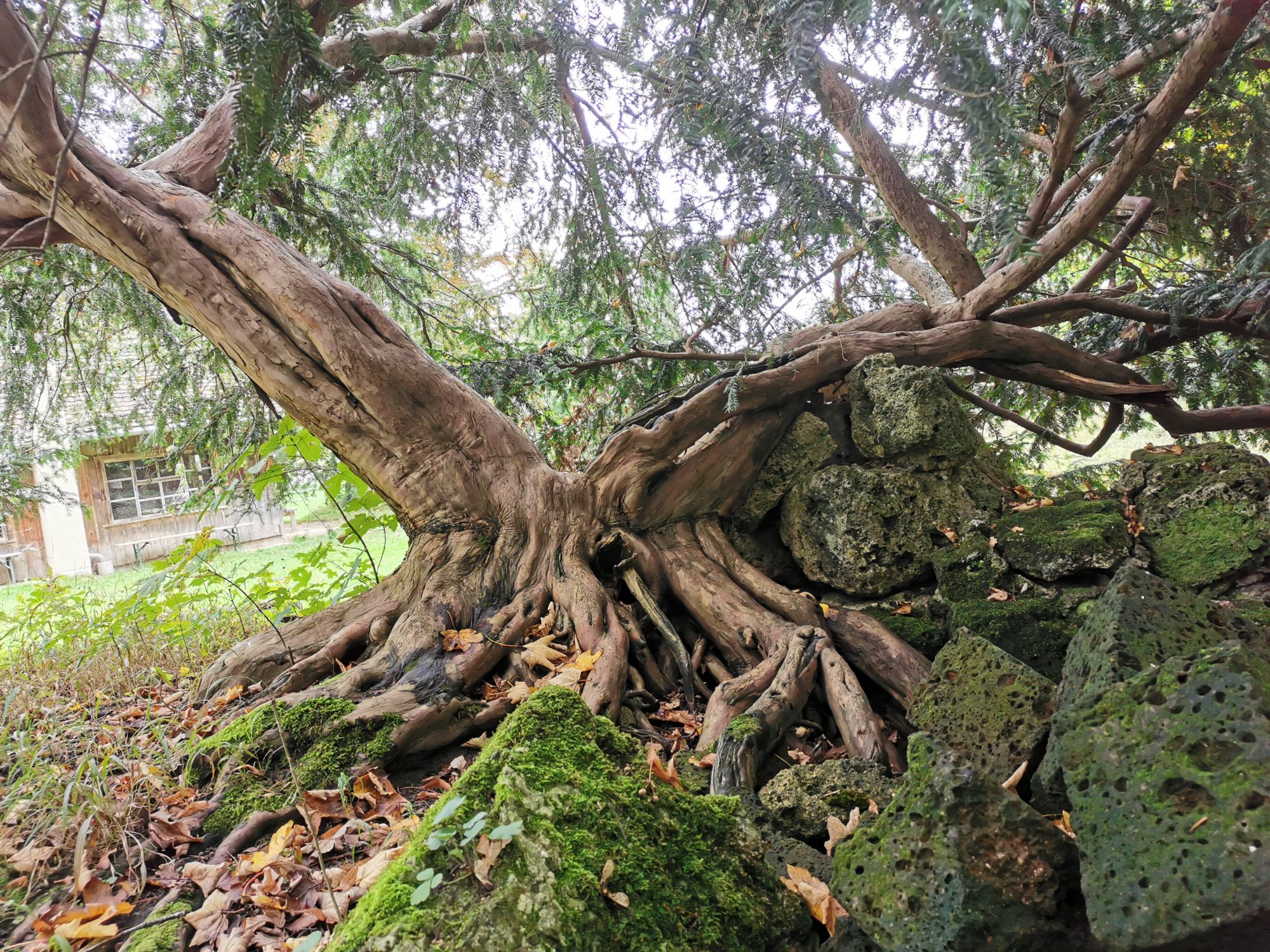 Taxus baccata 'Dovastoniana' - Dießen - März 2024