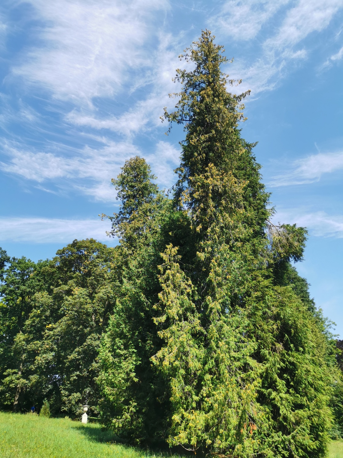 Thuja occidentalis - Dießen - August 2024