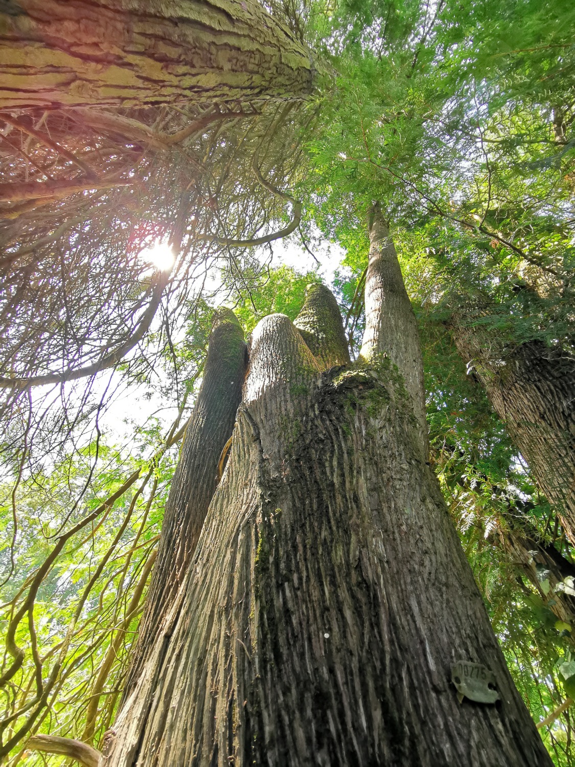 Thuja occidentalis - Dießen - August 2024