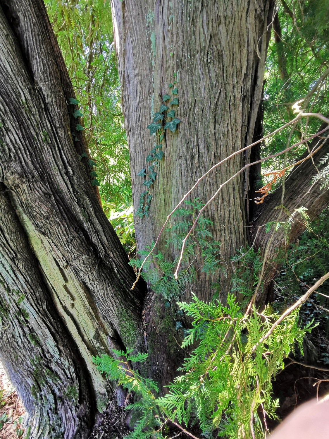 Thuja occidentalis - Dießen - August 2024